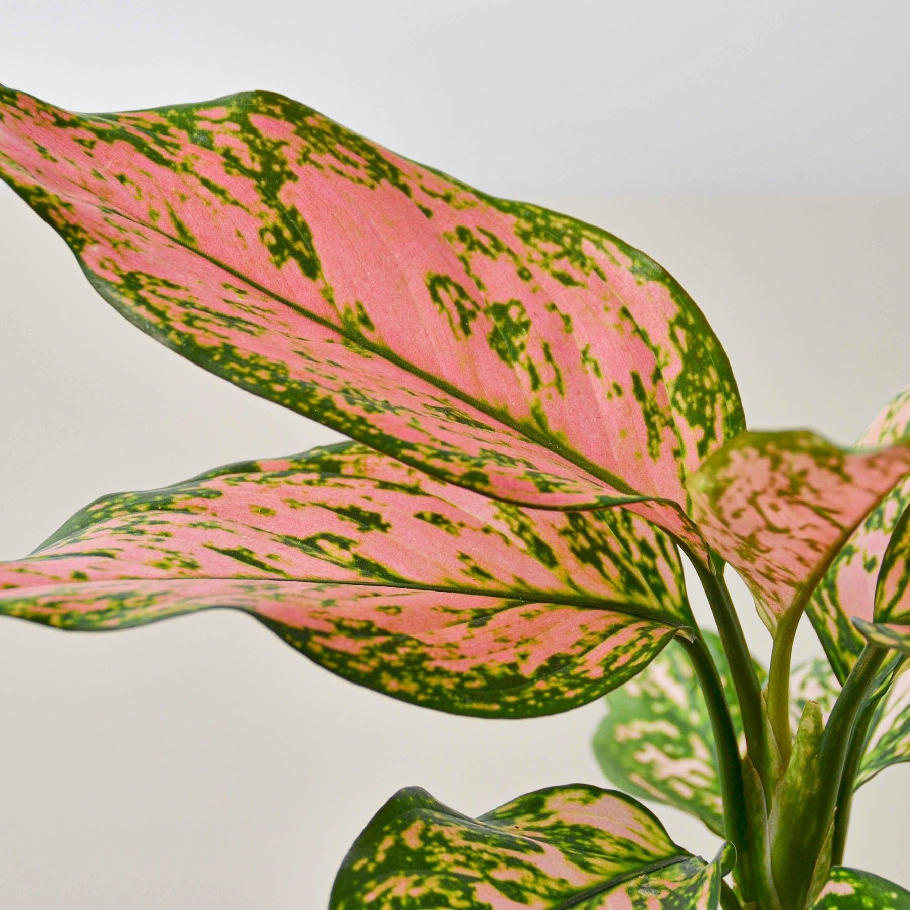 Chinese Evergreen 'Lady Valentine'-Indoor Plants-The Succulent Source