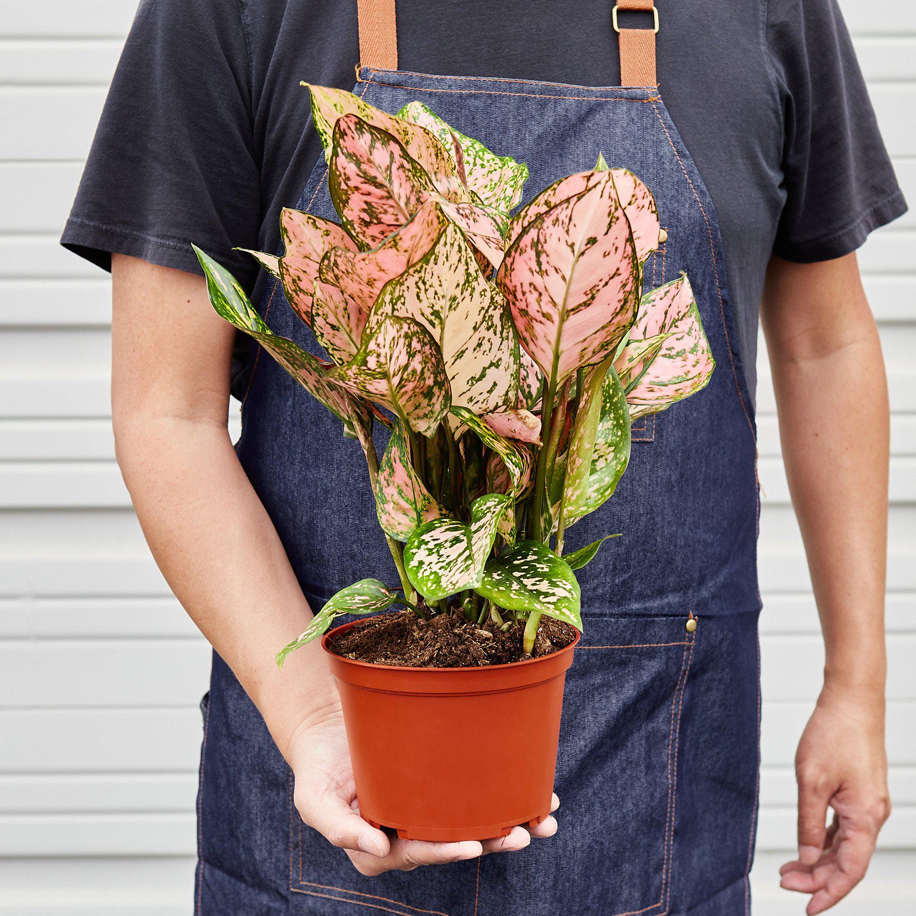 Chinese Evergreen 'Lady Valentine'-Indoor Plants-The Succulent Source