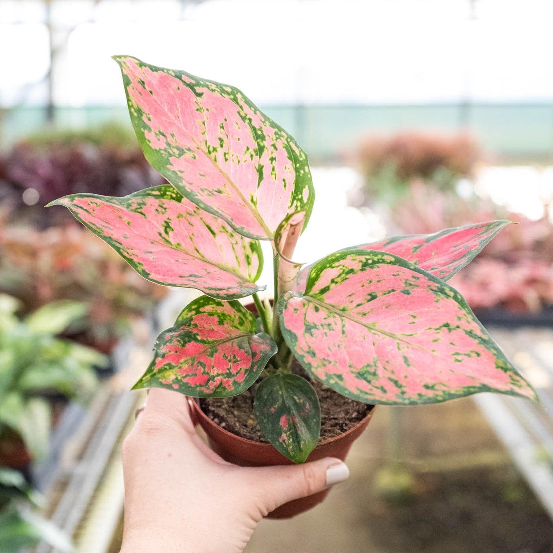 Chinese Evergreen 'Lady Valentine'-Indoor Plants-The Succulent Source