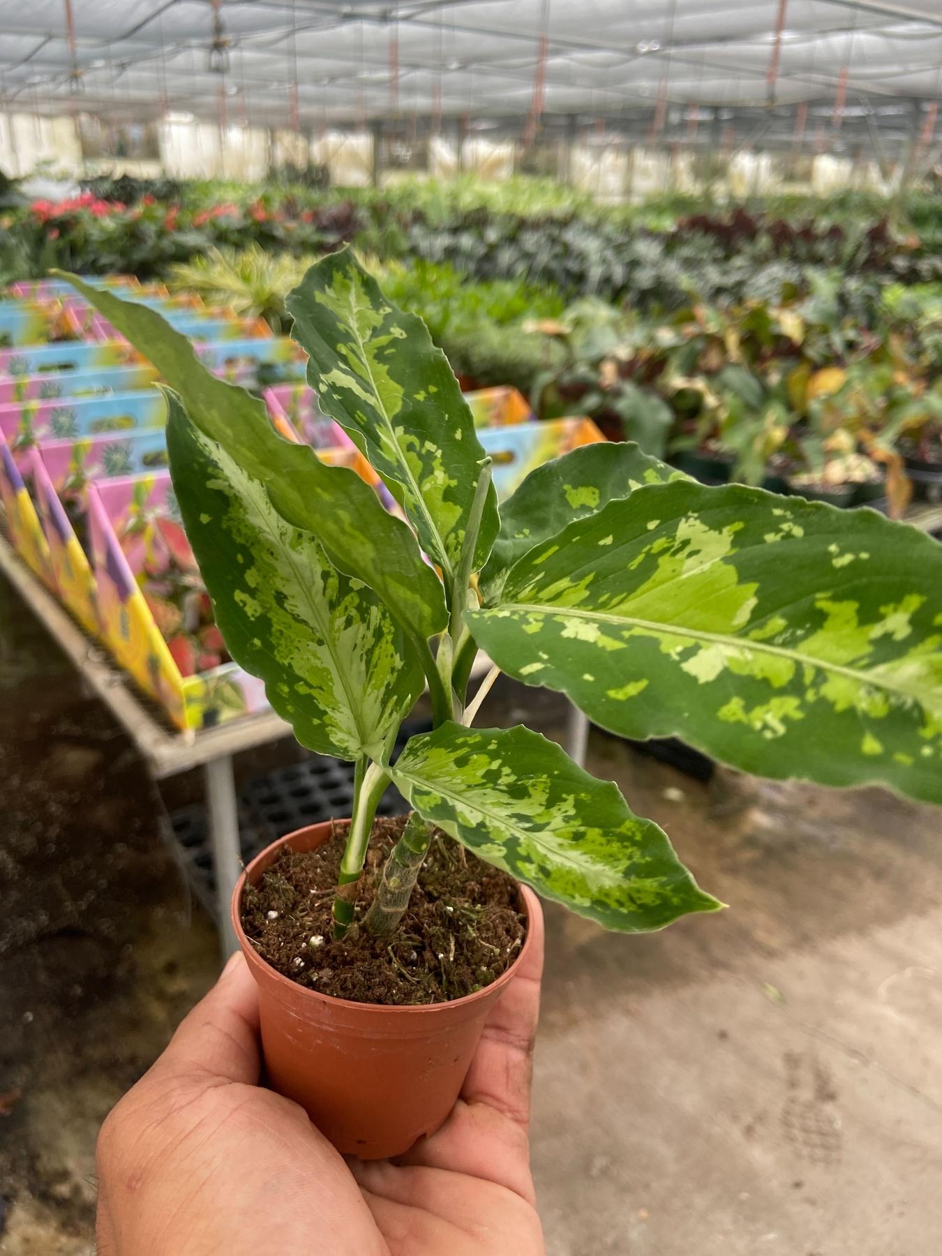 Chinese Evergreen Pictum Tricolor-4" Plant-The Succulent Source