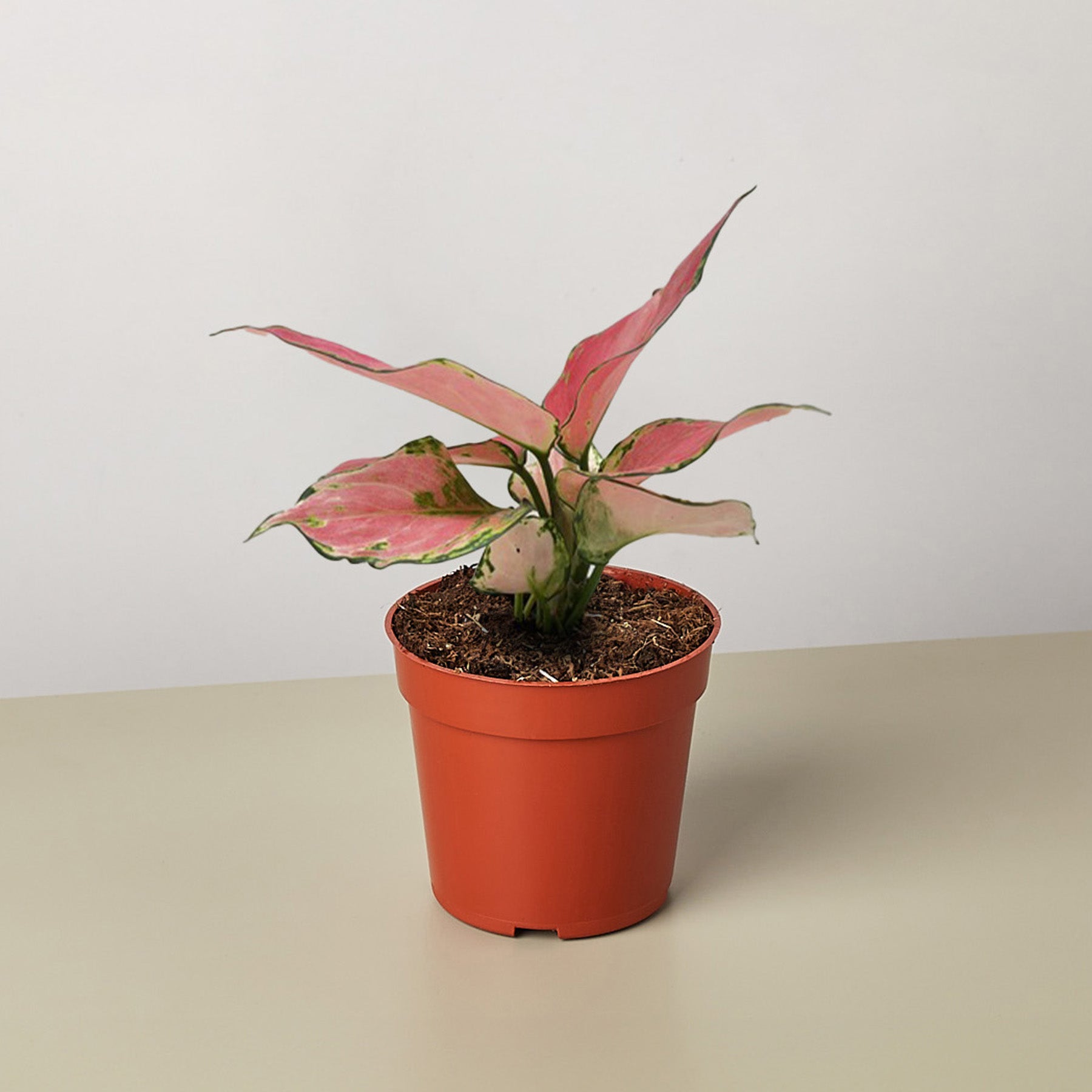 Chinese Evergreen 'Rich Red'-4" Plant-The Succulent Source