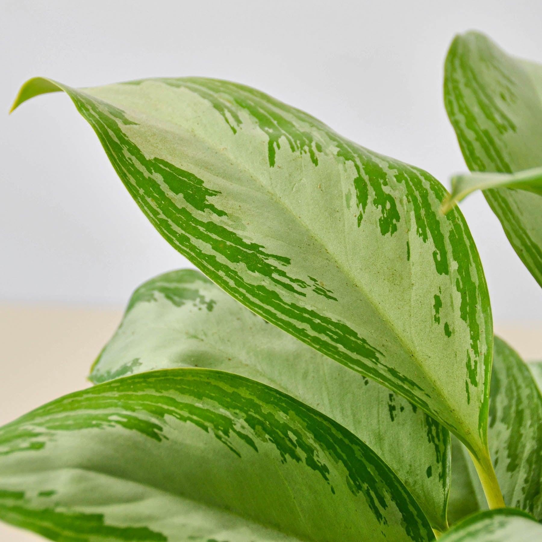Chinese Evergreen 'Silver Bay'-Indoor Plants-The Succulent Source