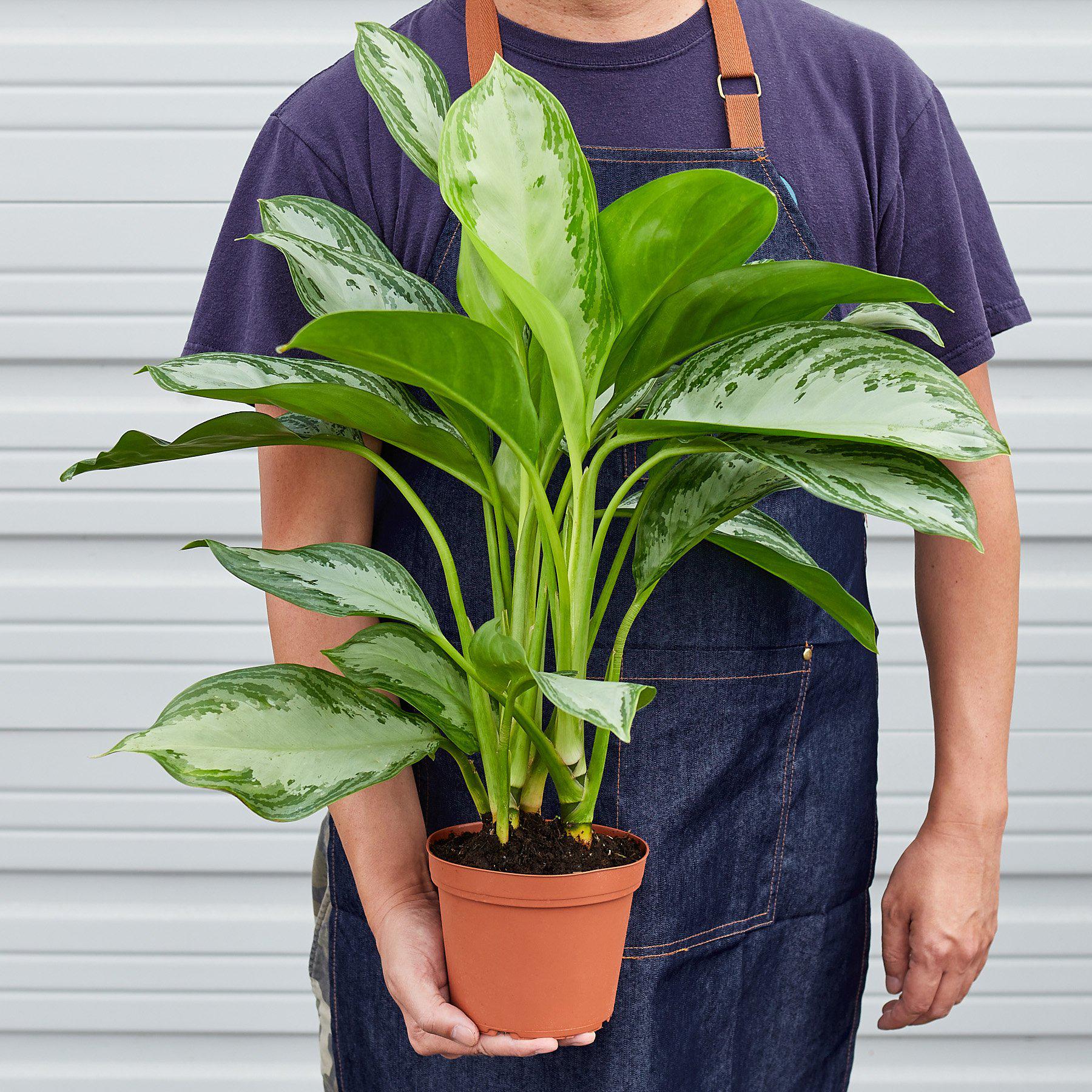 Chinese Evergreen 'Silver Bay'-Indoor Plants-The Succulent Source