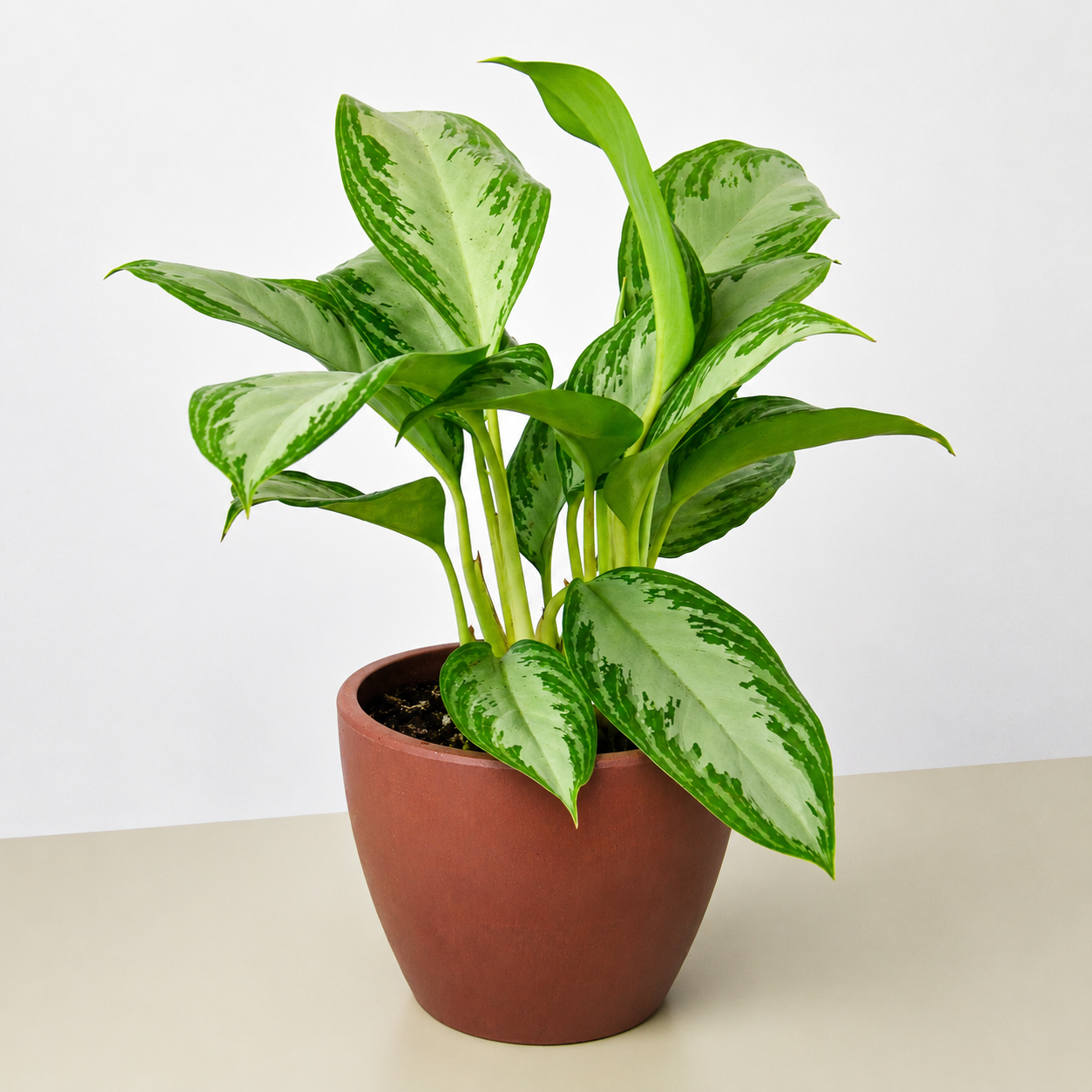 Chinese Evergreen 'Silver Bay'-Indoor Plants-The Succulent Source