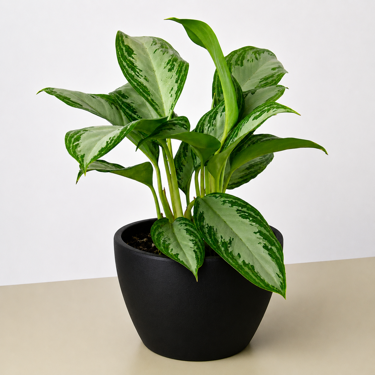 Chinese Evergreen 'Silver Bay'-Indoor Plants-The Succulent Source