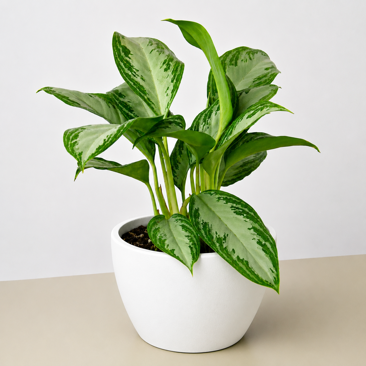 Chinese Evergreen 'Silver Bay'-Indoor Plants-The Succulent Source