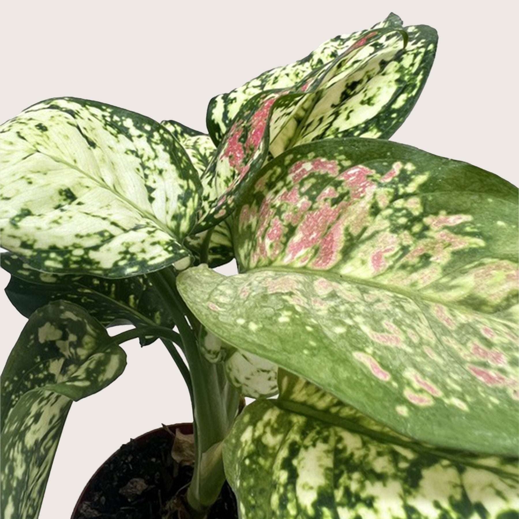 Chinese Evergreen 'Wishes'-4" Plant-The Succulent Source