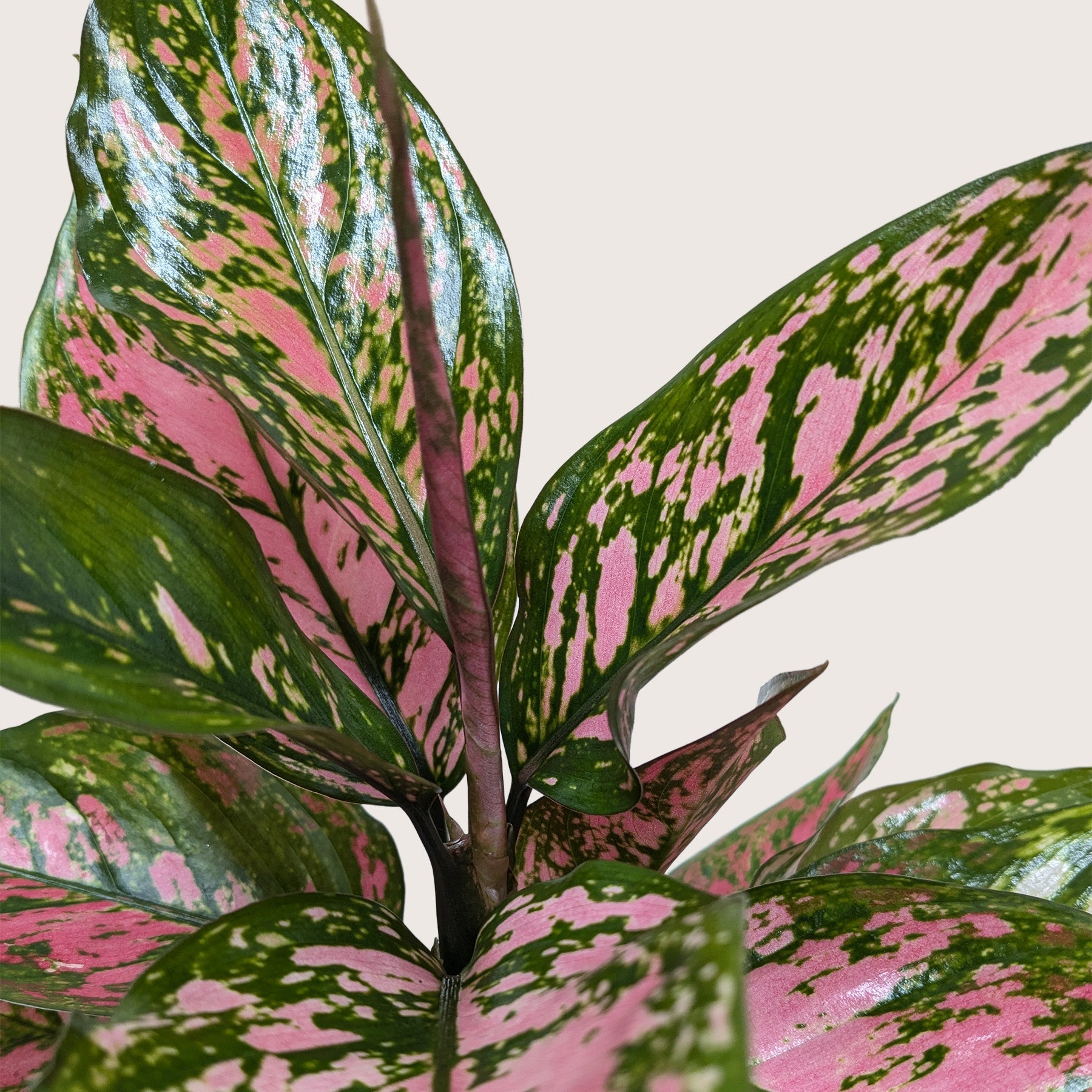 Chinese Evergreen 'Wishes'-4" Plant-The Succulent Source