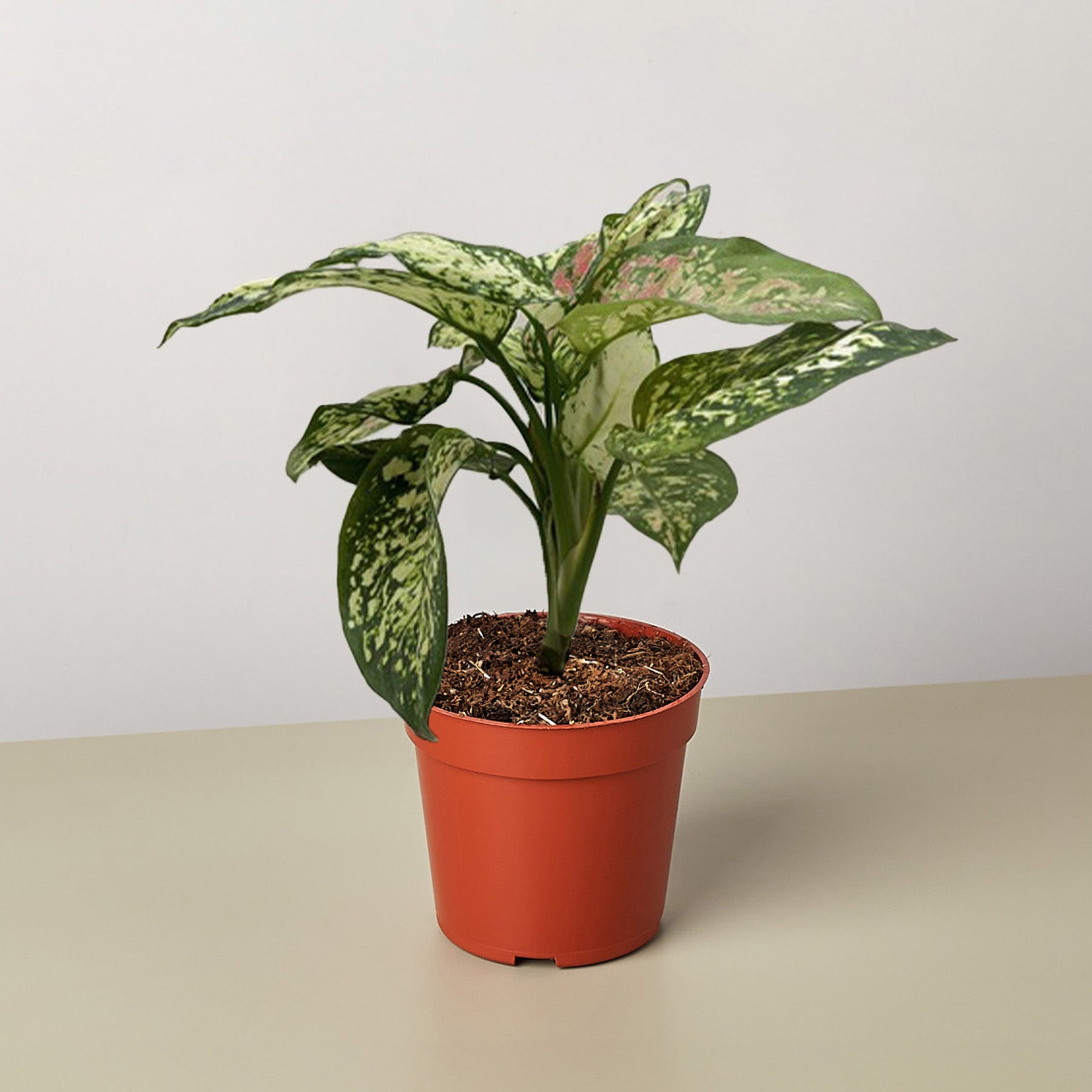Chinese Evergreen 'Wishes'-4" Plant-The Succulent Source