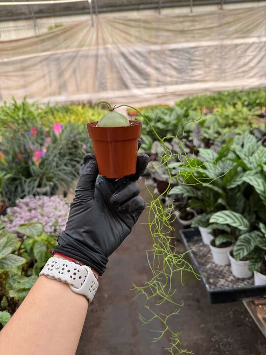 Climbing Onion-Indoor Plants-The Succulent Source