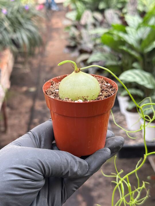 Climbing Onion-Indoor Plants-The Succulent Source