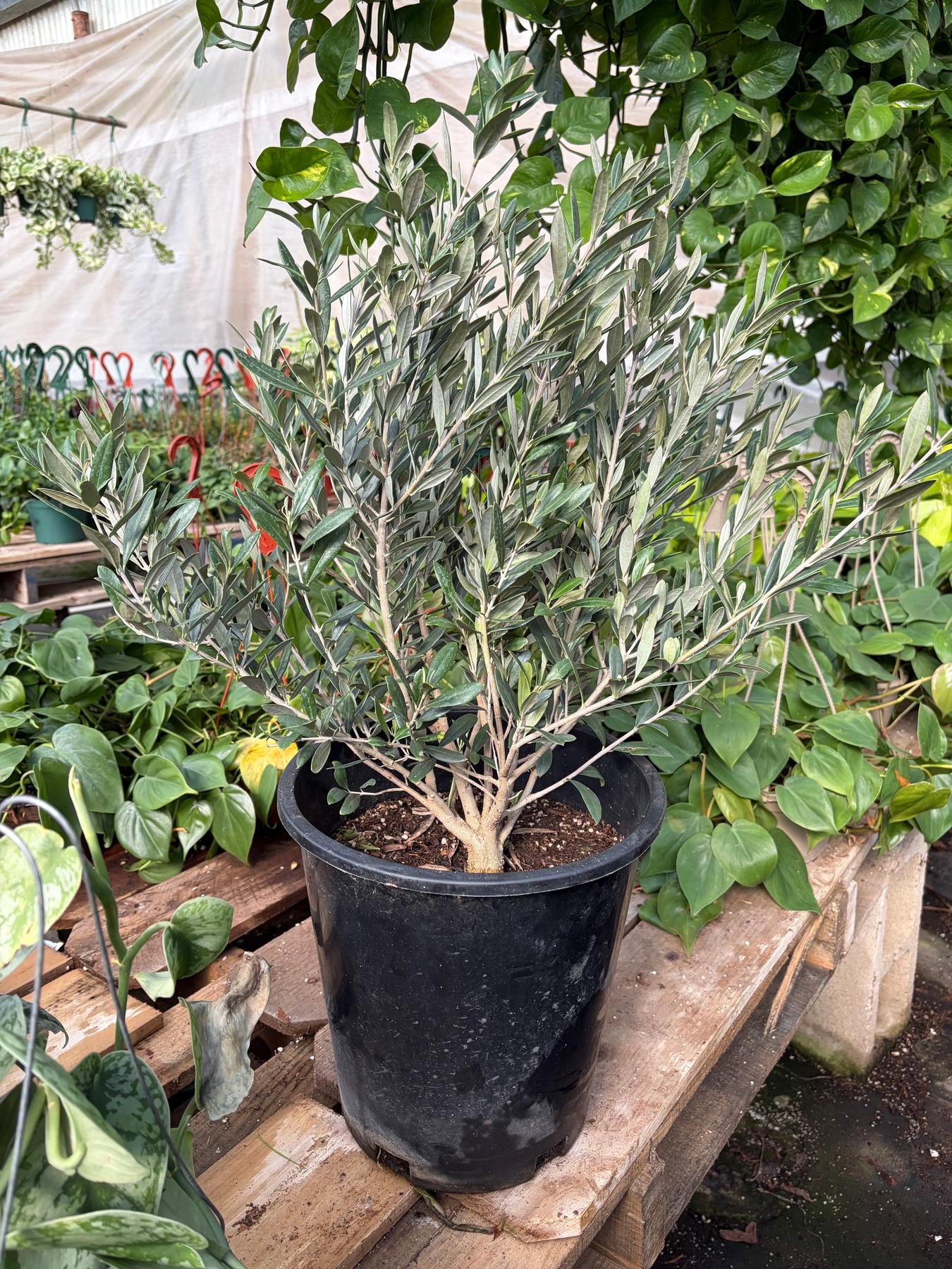 Common Olive Tree (Olea europaea)-Indoor Plants-The Succulent Source