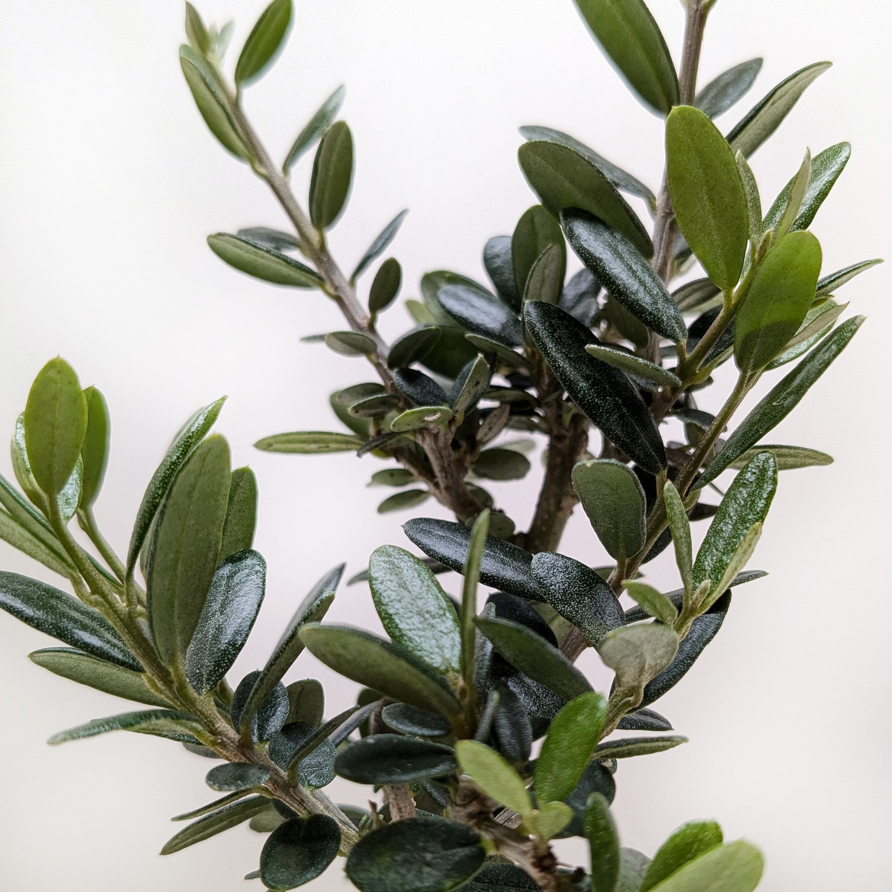Common Olive Tree (Olea europaea)-Indoor Plants-The Succulent Source