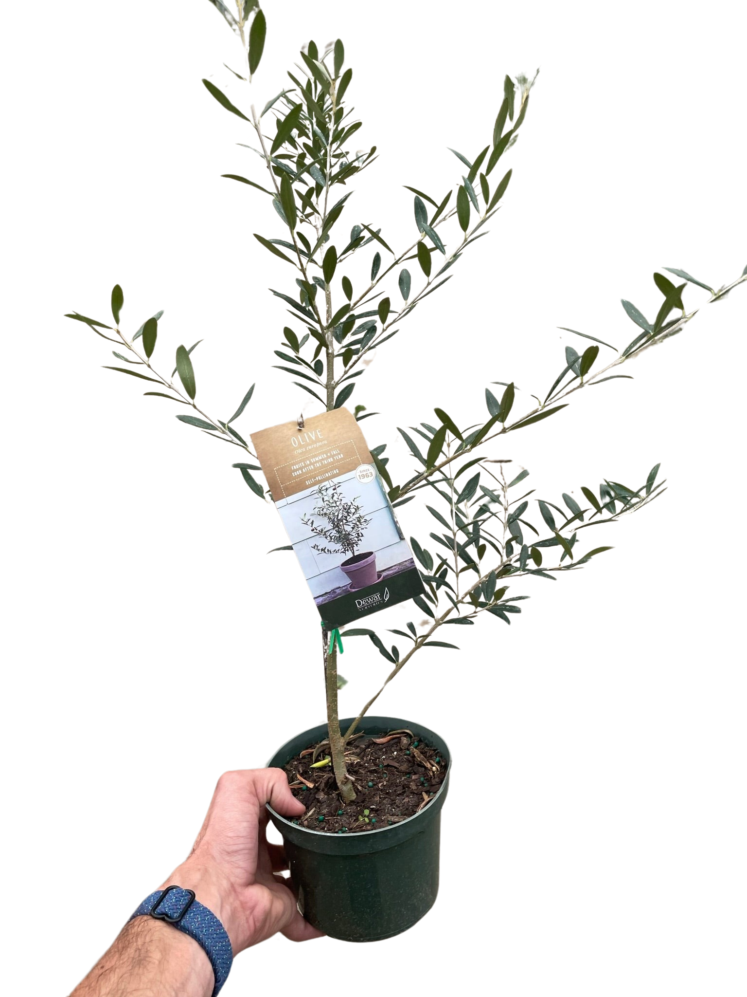 Common Olive Tree (Olea europaea)-Indoor Plants-The Succulent Source