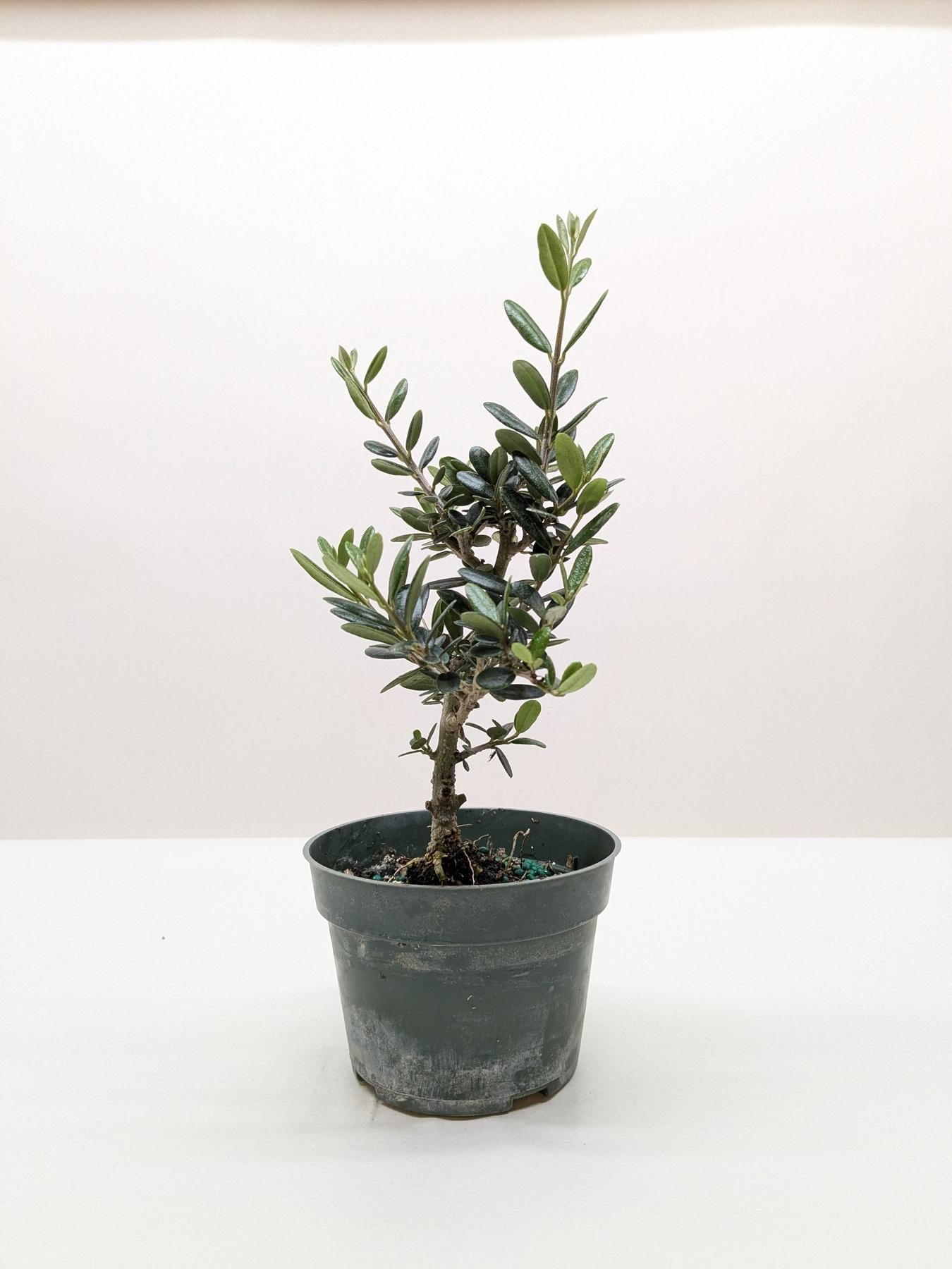 Common Olive Tree (Olea europaea)-Indoor Plants-The Succulent Source