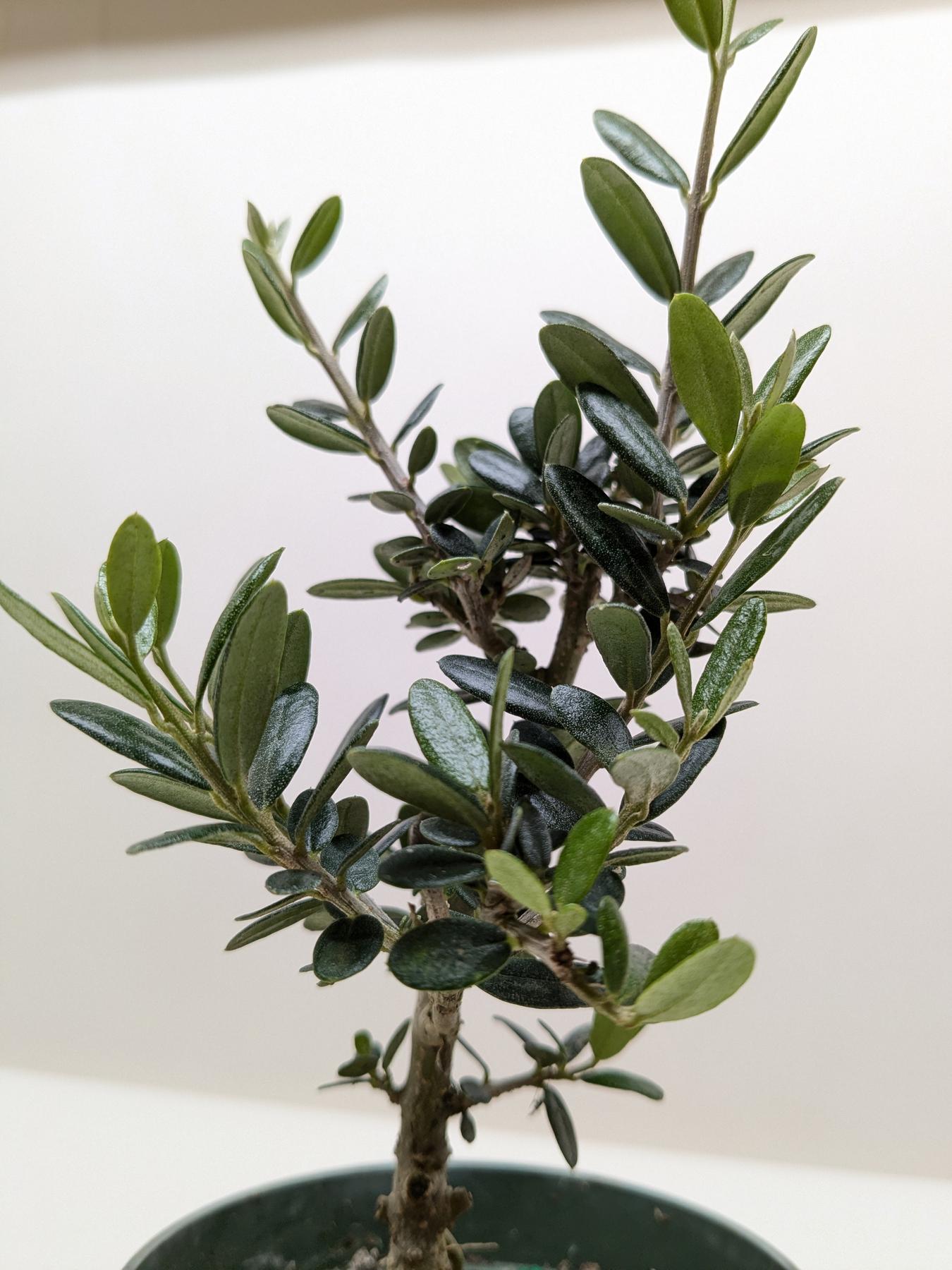 Common Olive Tree (Olea europaea)-Indoor Plants-The Succulent Source