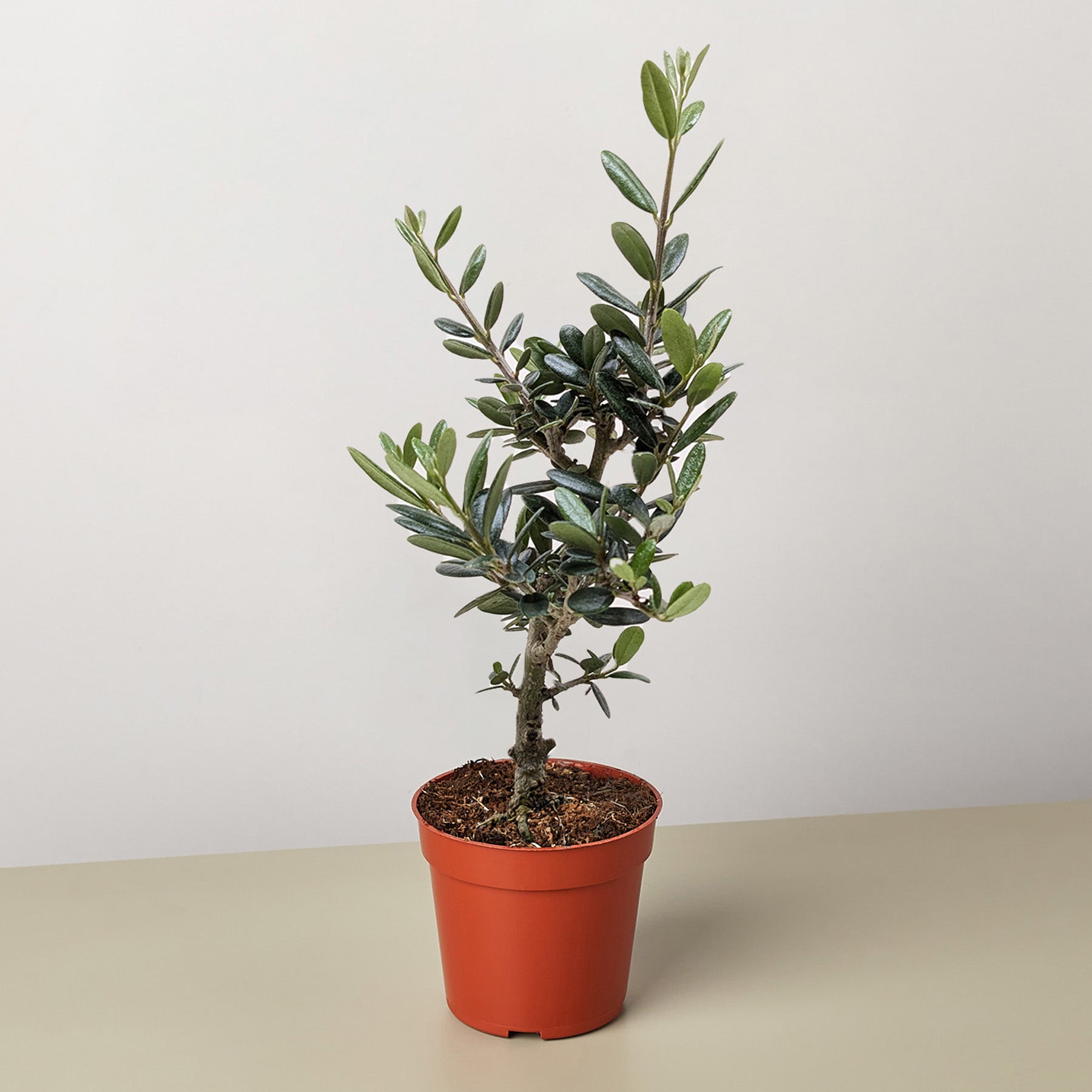 Common Olive Tree (Olea europaea)-Indoor Plants-The Succulent Source