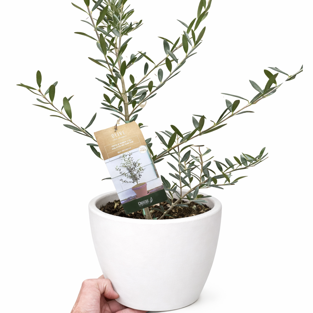Common Olive Tree (Olea europaea)-Indoor Plants-The Succulent Source