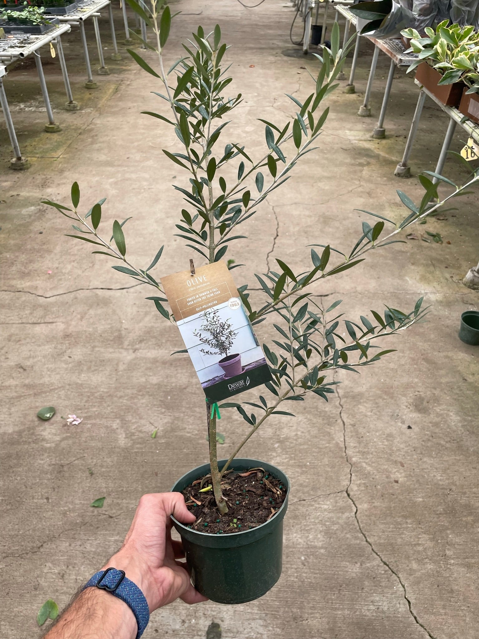 Common Olive Tree (Olea europaea)-Indoor Plants-The Succulent Source