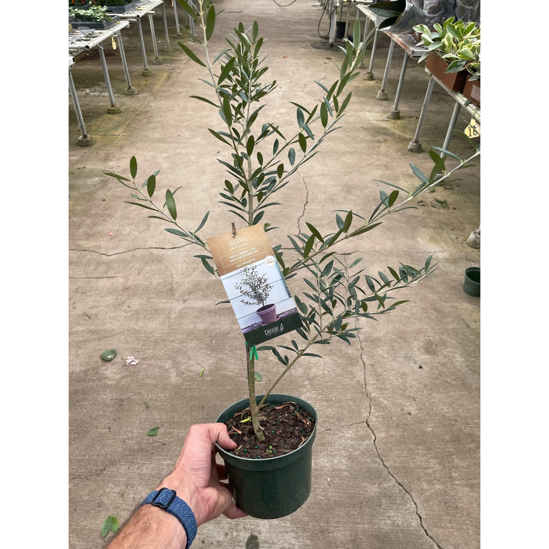 Common Olive Tree (Olea europaea)-Indoor Plants-The Succulent Source