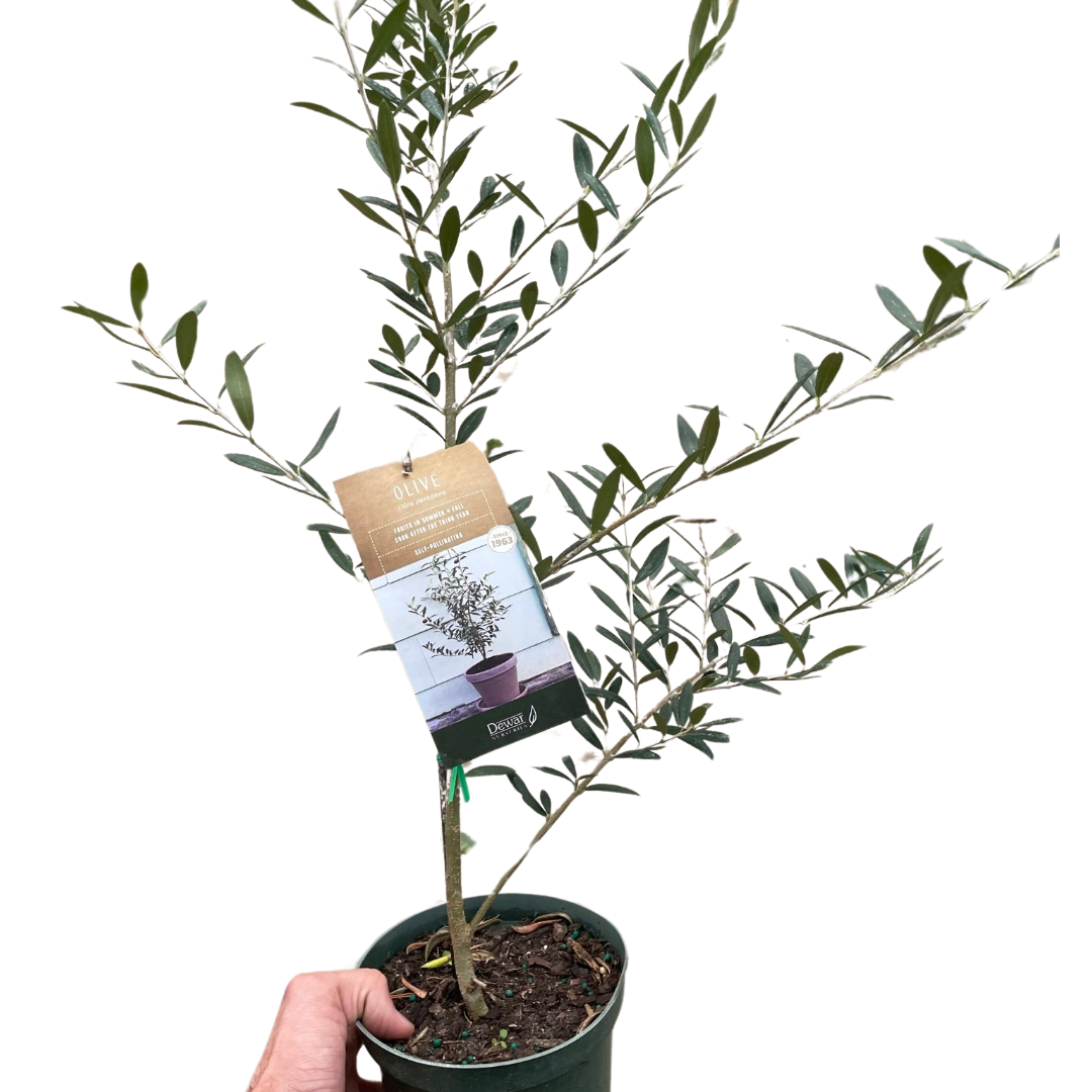 Common Olive Tree (Olea europaea)-Indoor Plants-The Succulent Source
