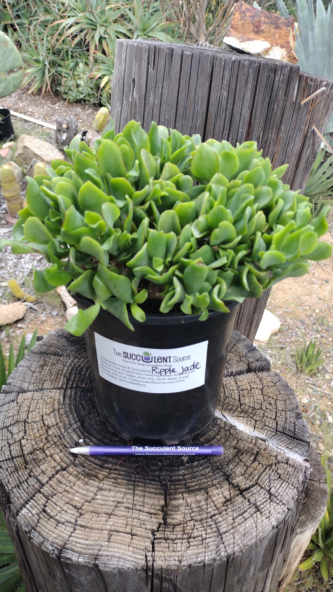 crassula jade succulent Compact Mini Jade/ Ripple Jade- 1 Gallon