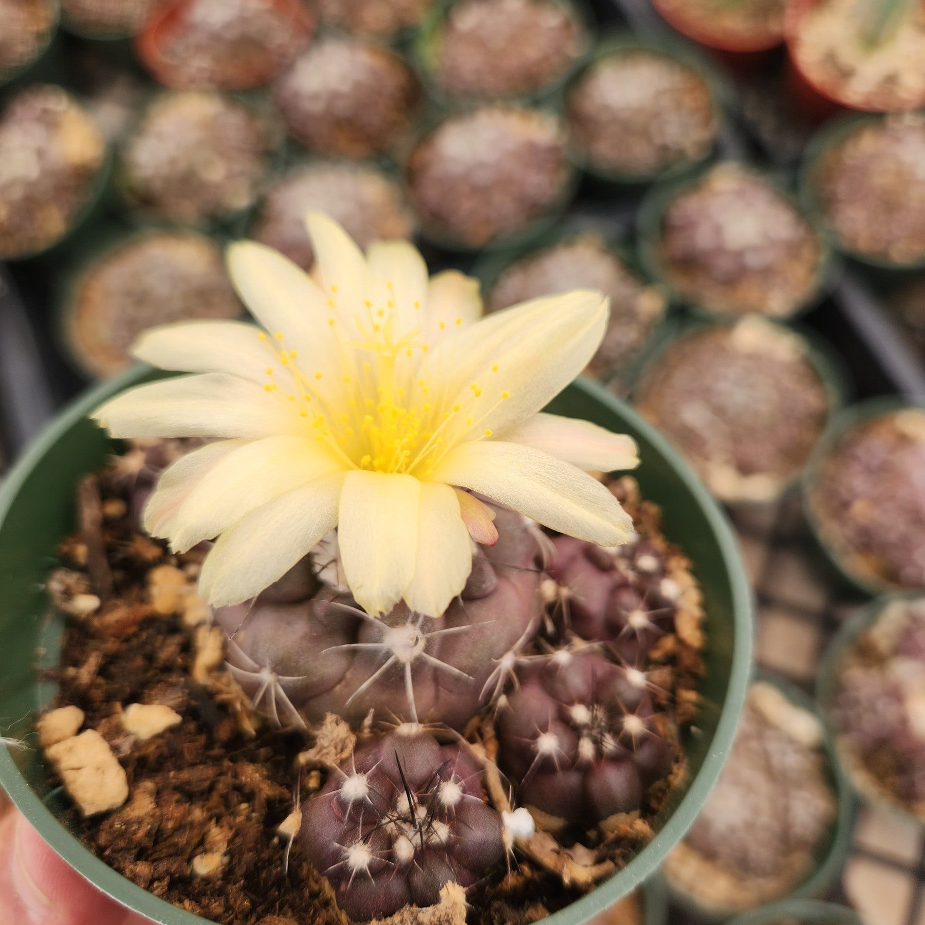 Copiapoa Hypoagaea cactus in 4" containers-Cactus - Small-The Succulent Source