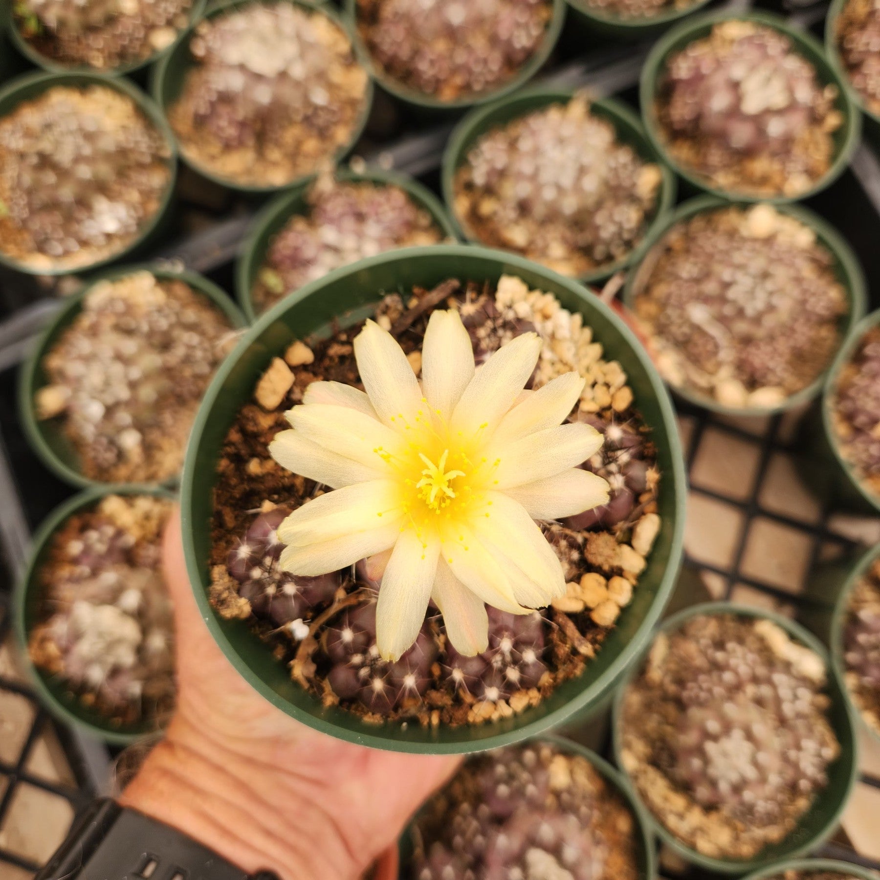 Copiapoa Hypoagaea cactus in 4" containers-Cactus - Small-The Succulent Source