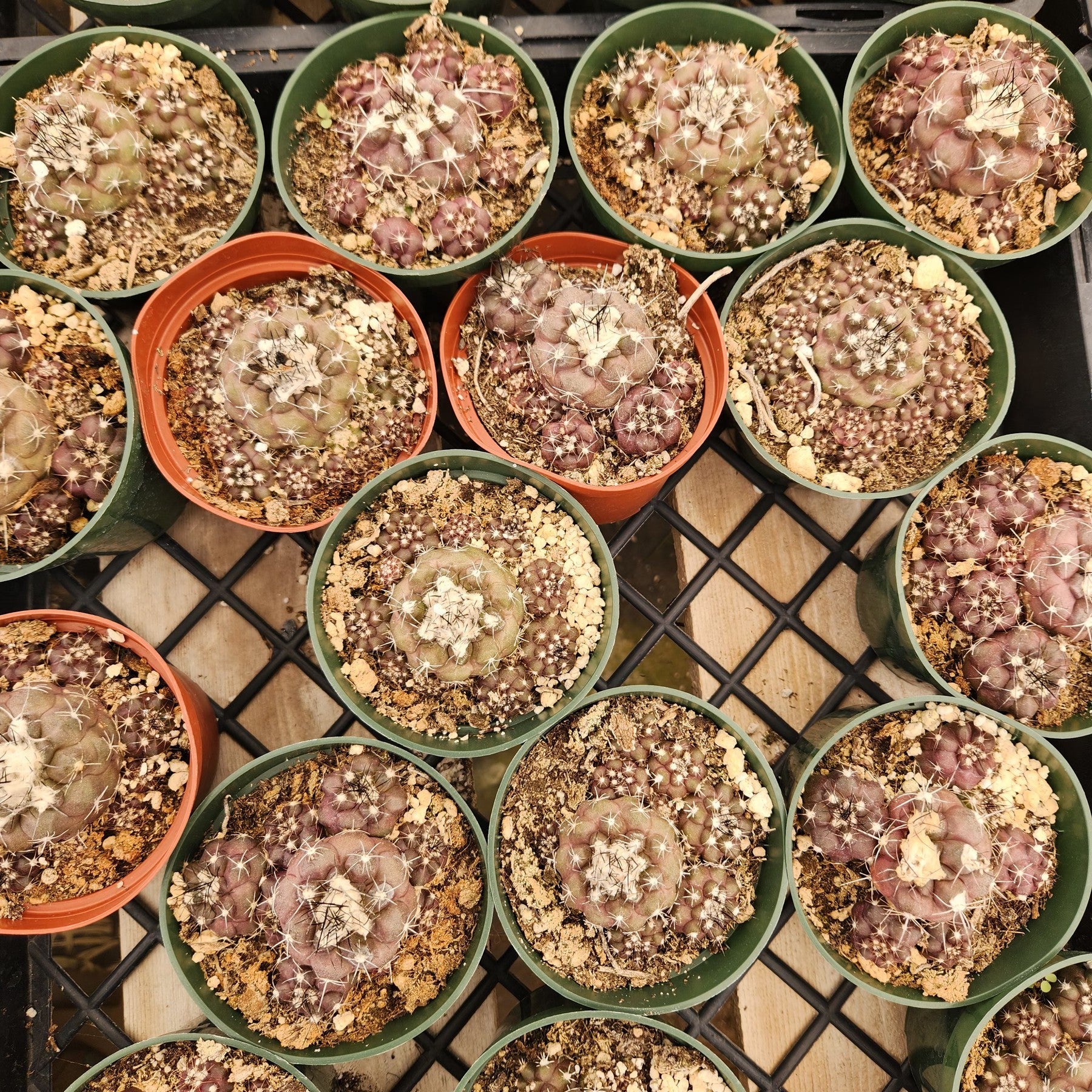 Copiapoa Hypoagaea cactus in 4" containers-Cactus - Small-The Succulent Source