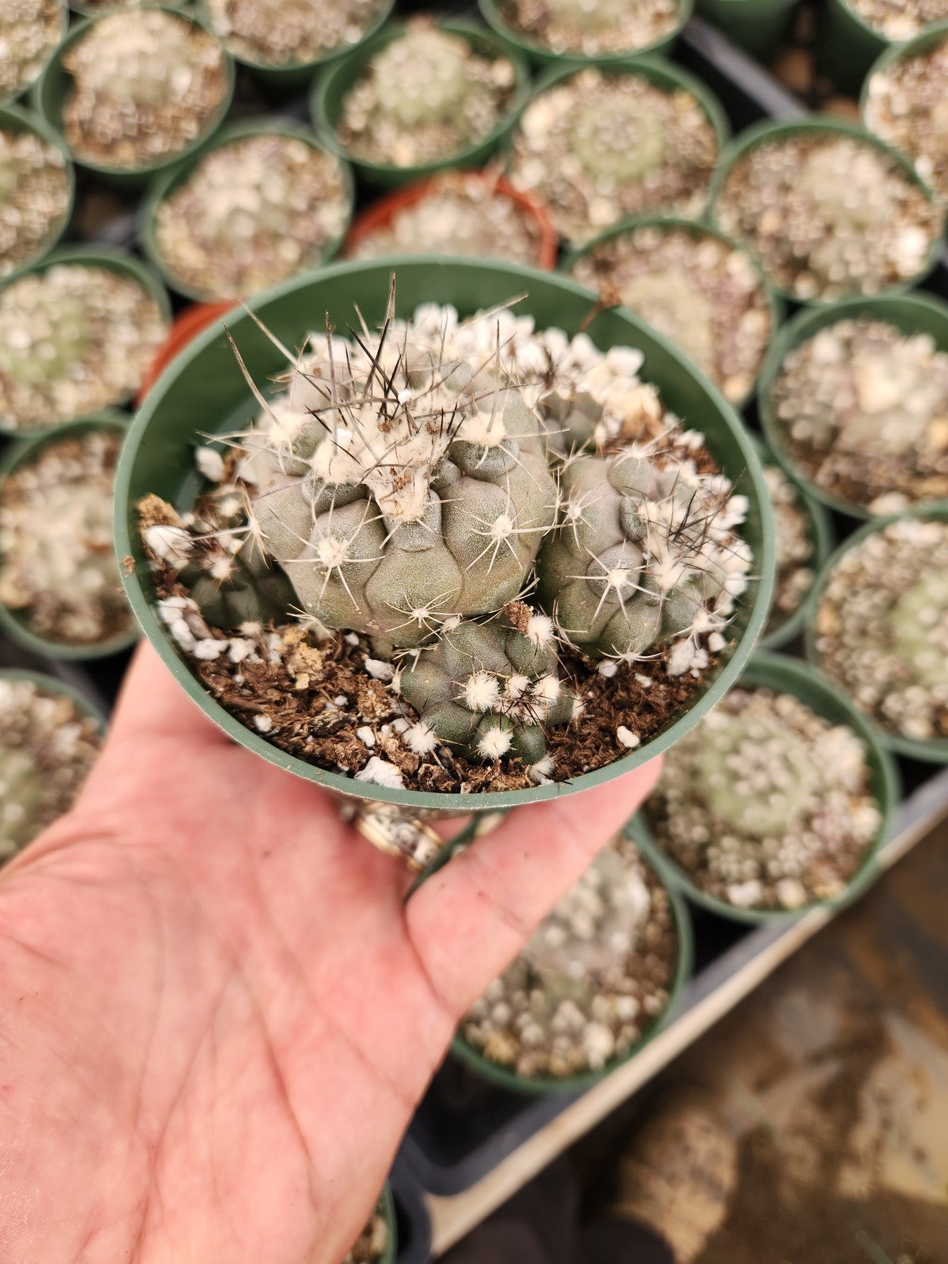 Copiapoa Hypoagaea cactus in 4" containers-Cactus - Small-The Succulent Source
