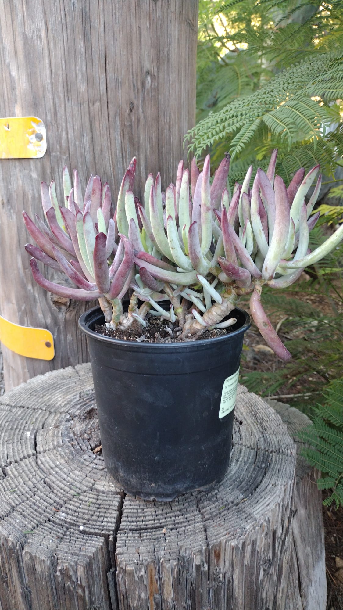Cotlydon "Chocolate Finger"-Succulent - Large - Exact-The Succulent Source