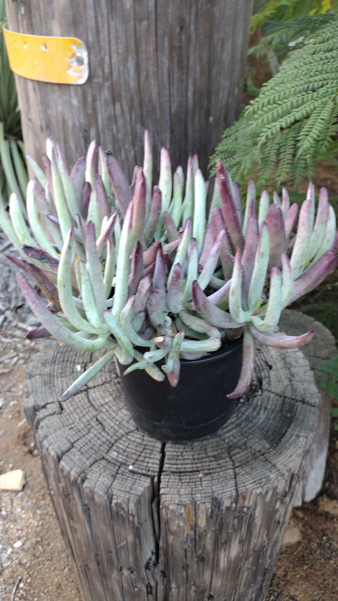 cotyledon succulents Cotyledon "Chocolate Finger" 1 gallon