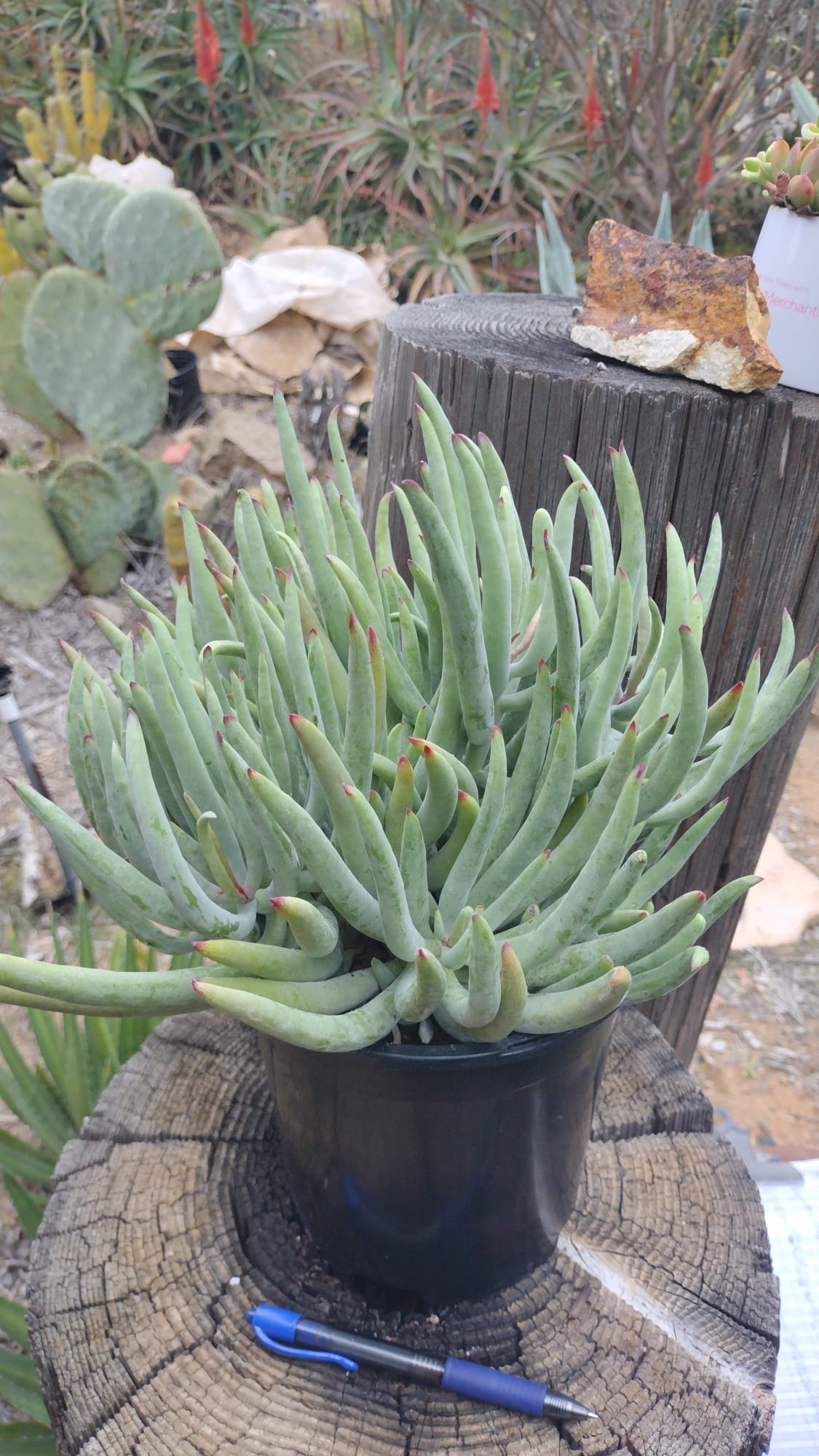 dog ear succulent Cotyledon "Narrow Leaf Pigs Ear"