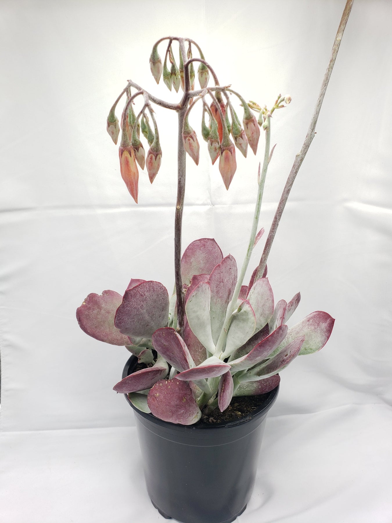 Cotyledon Passion Heart 1 gallon-Succulent - Large - Exact-The Succulent Source
