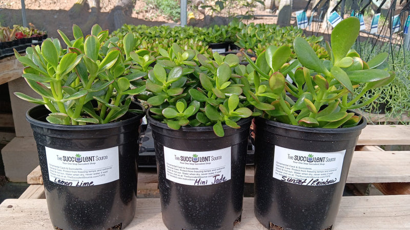 Crassula Jade type Cuttings and Potted by Blaise-Succulent - Cutting-The Succulent Source