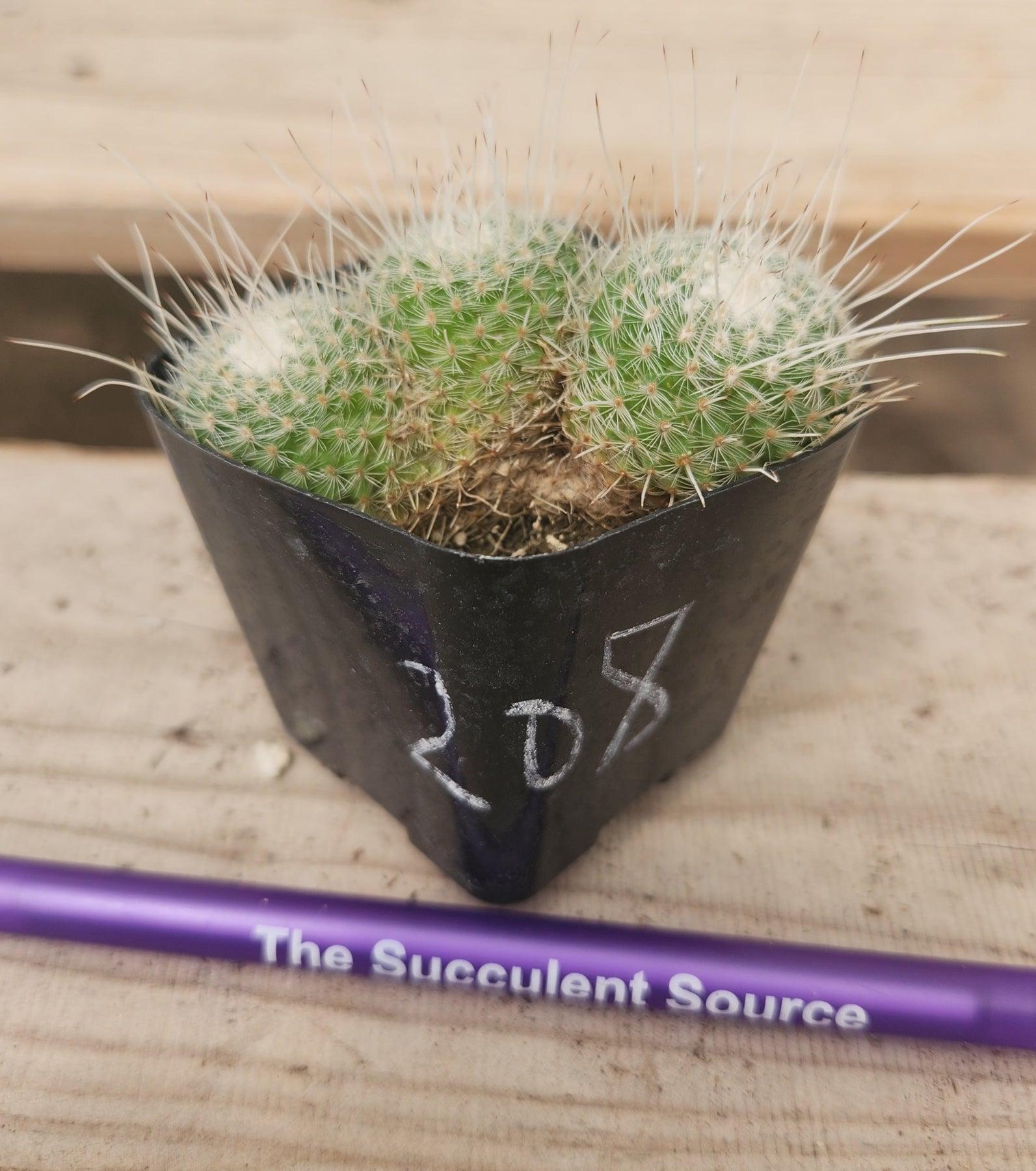 Crested Monstrose Variegated & Grafted Succulents & Cacti-Succulent - MIX (Small-Medium-Large-Cutting)-The Succulent Source