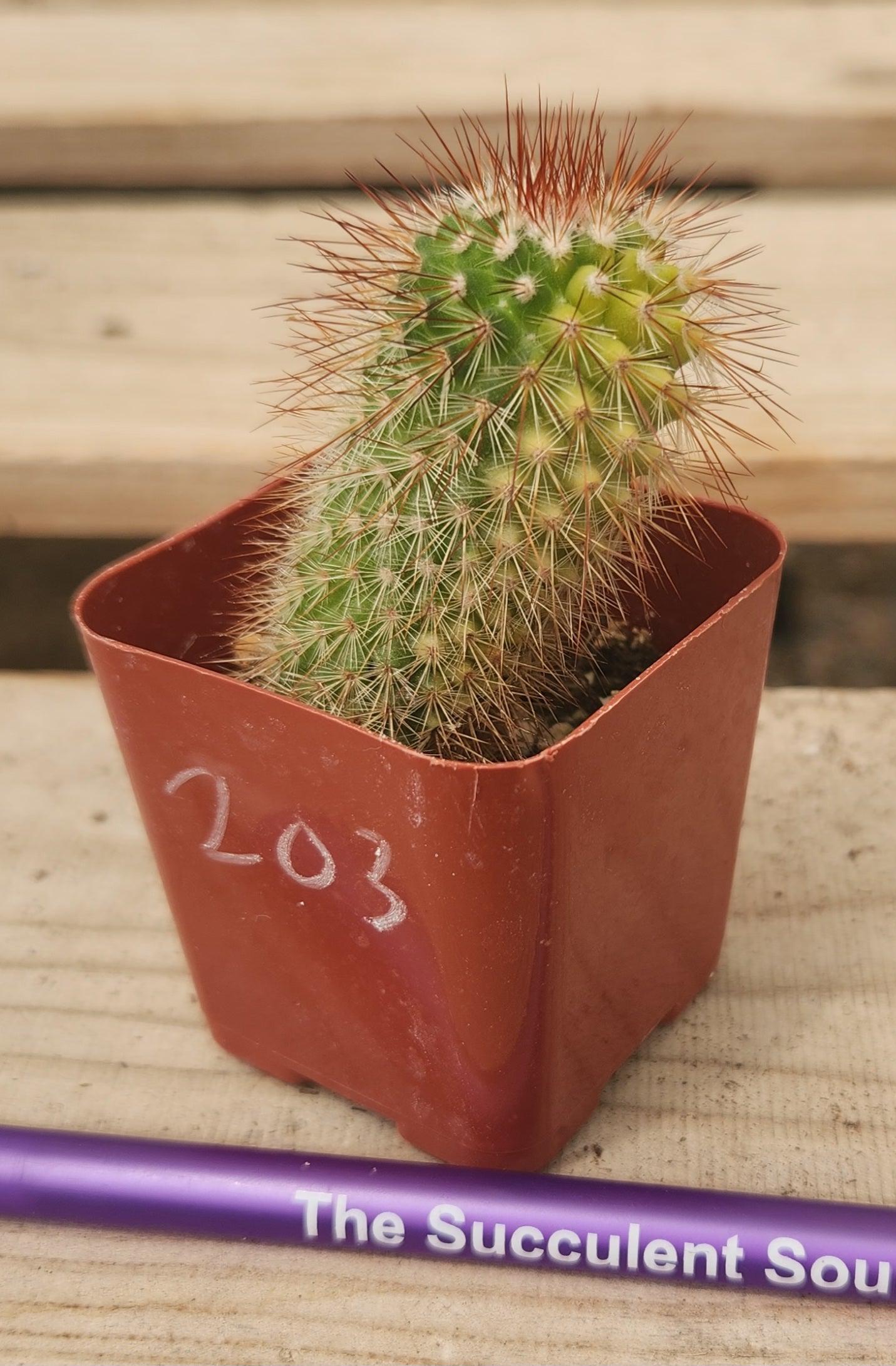 Crested Monstrose Variegated & Grafted Succulents & Cacti-Succulent - MIX (Small-Medium-Large-Cutting)-The Succulent Source