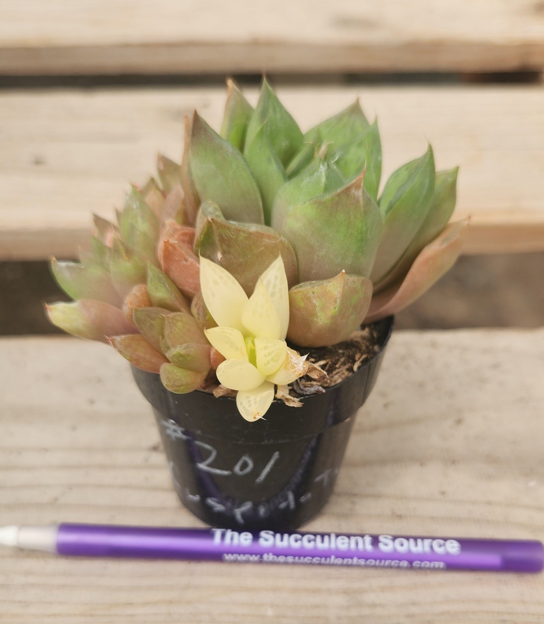 Crested Monstrose Variegated & Grafted Succulents & Cacti-Succulent - MIX (Small-Medium-Large-Cutting)-The Succulent Source