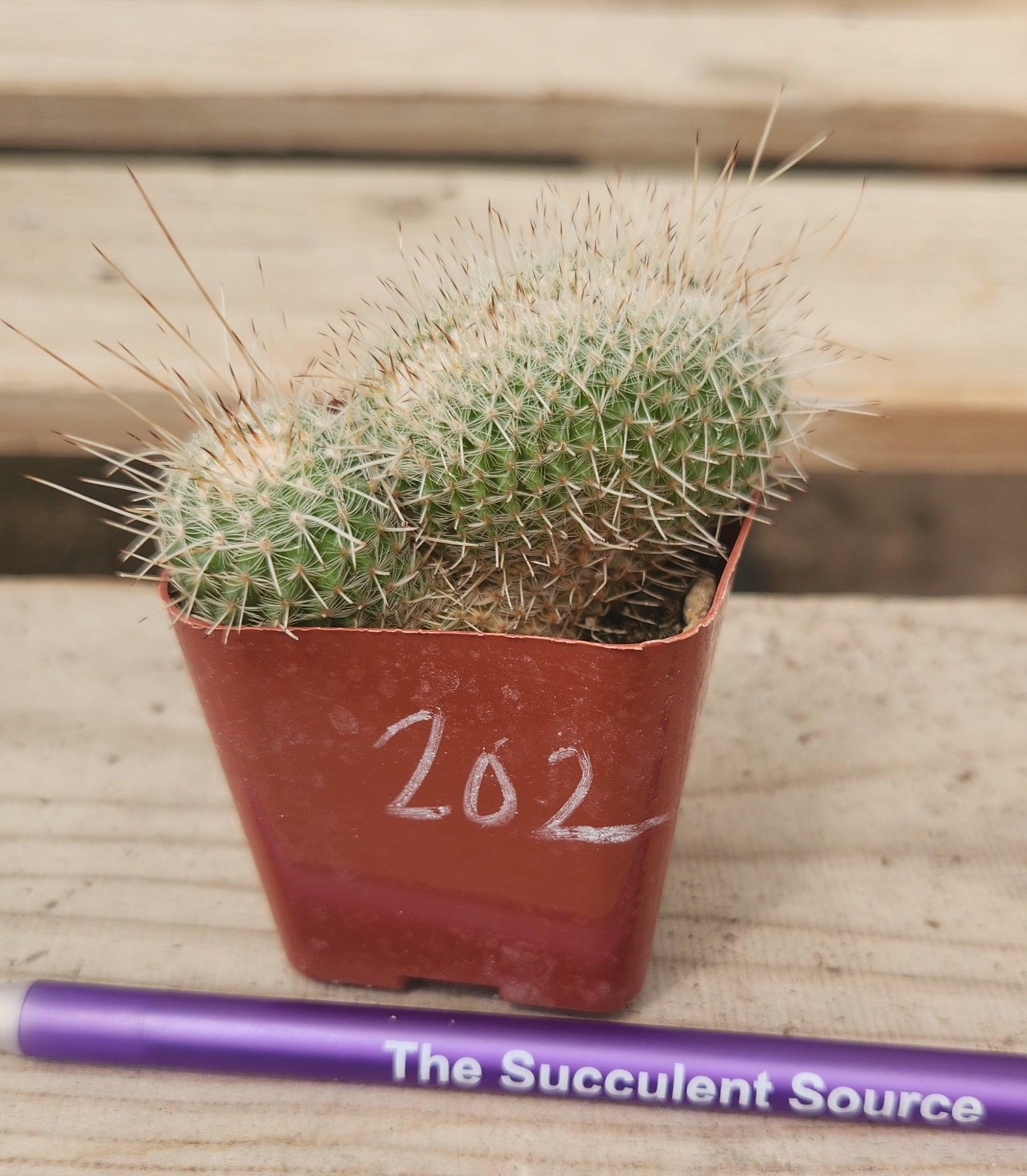 Crested Monstrose Variegated & Grafted Succulents & Cacti-Succulent - MIX (Small-Medium-Large-Cutting)-The Succulent Source