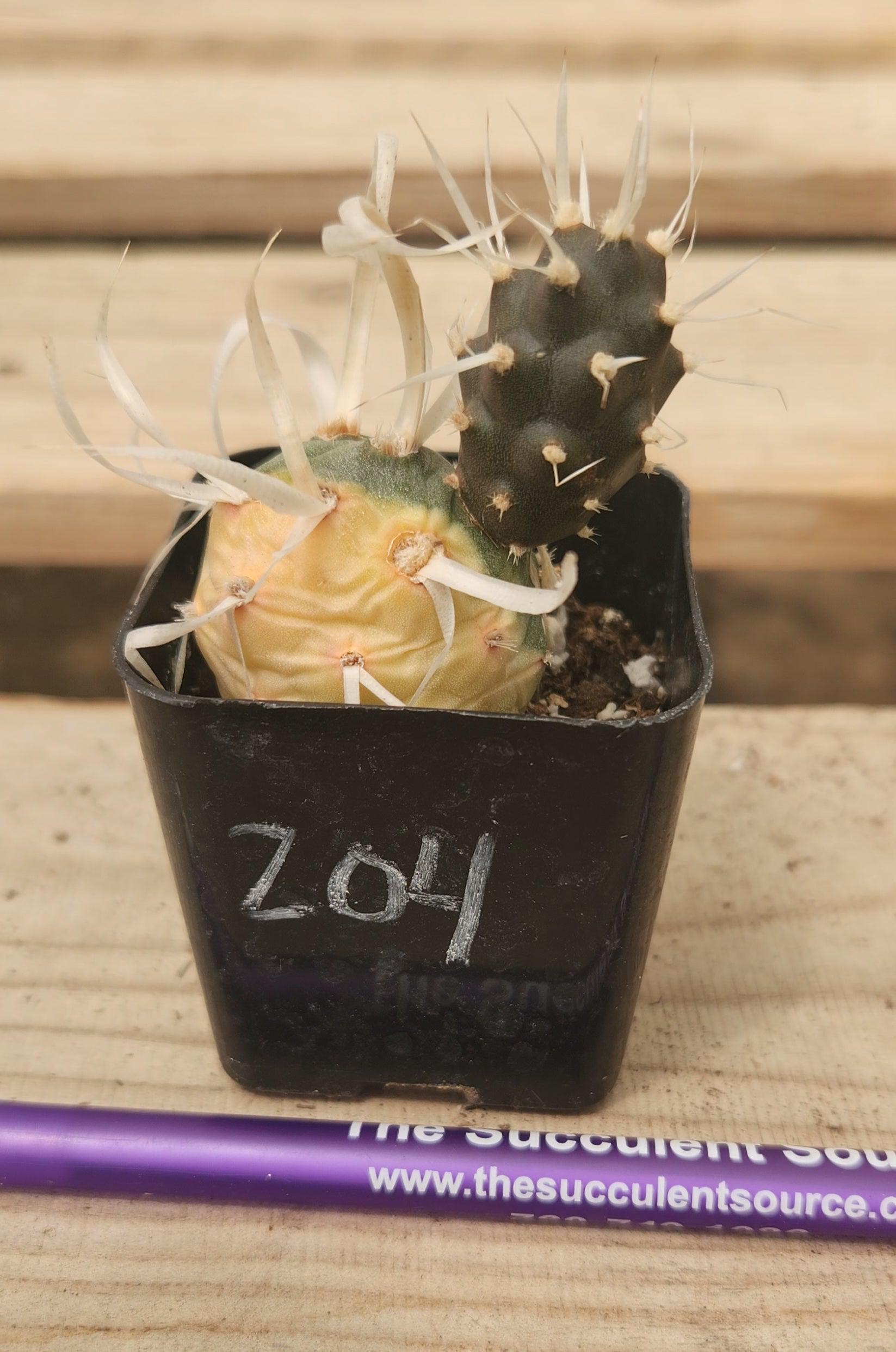 Crested Monstrose Variegated & Grafted Succulents & Cacti-Succulent - MIX (Small-Medium-Large-Cutting)-The Succulent Source