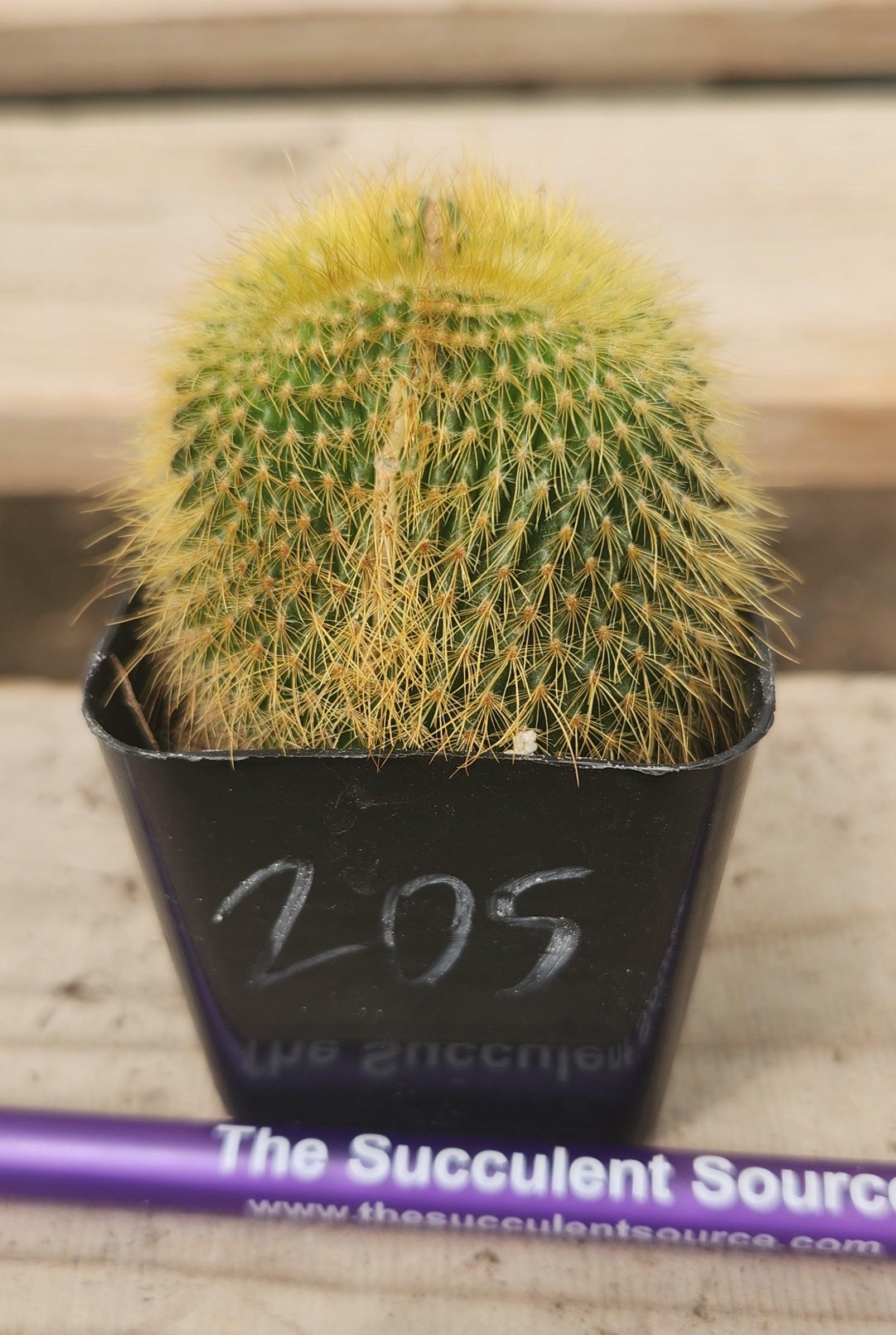 Crested Monstrose Variegated & Grafted Succulents & Cacti-Succulent - MIX (Small-Medium-Large-Cutting)-The Succulent Source