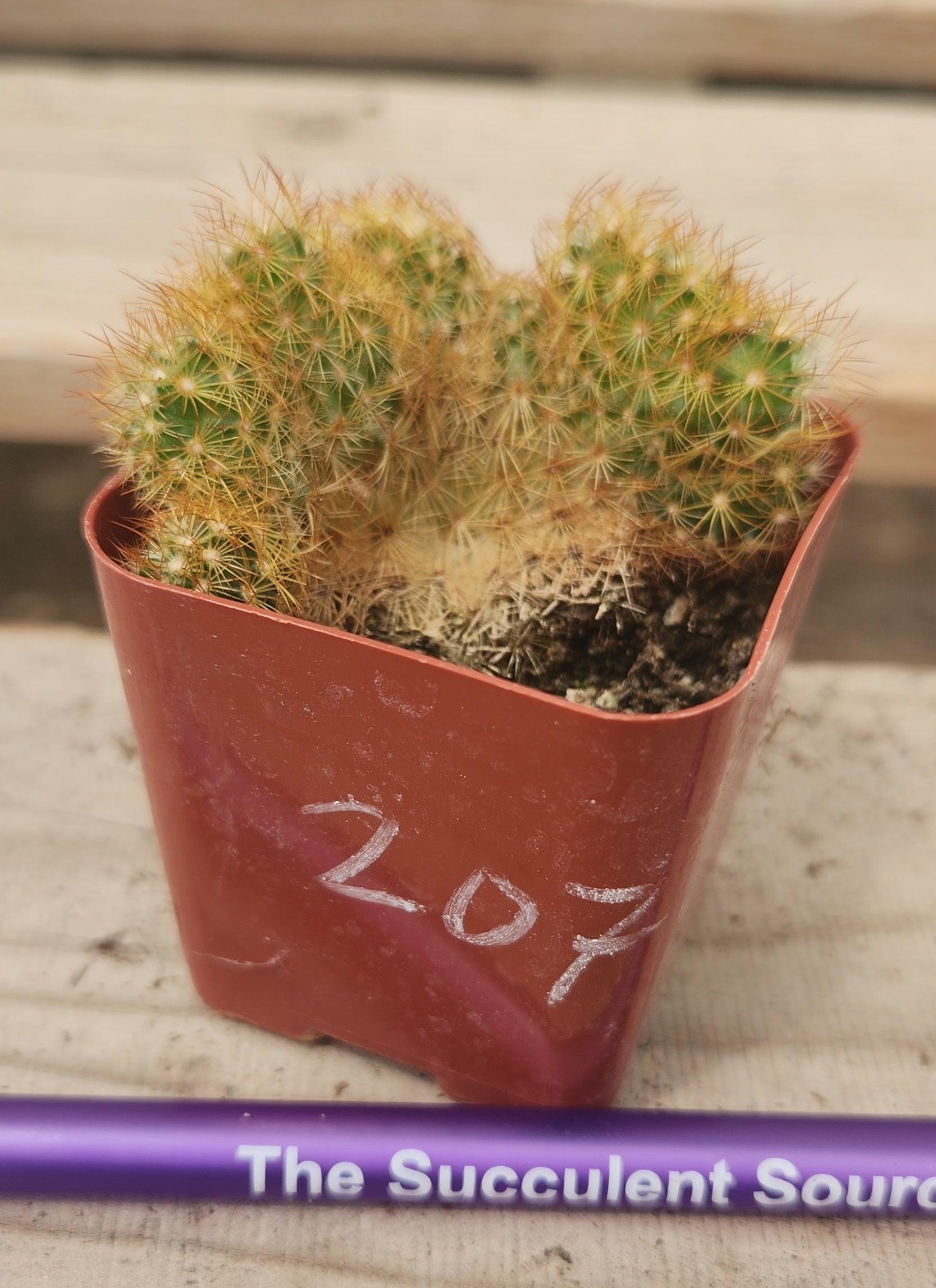 Crested Monstrose Variegated & Grafted Succulents & Cacti-Succulent - MIX (Small-Medium-Large-Cutting)-The Succulent Source