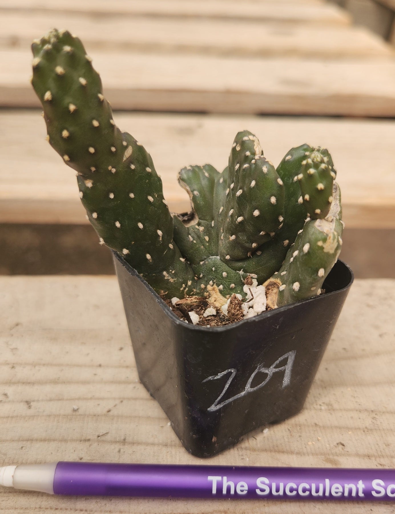 Crested Monstrose Variegated & Grafted Succulents & Cacti-Succulent - MIX (Small-Medium-Large-Cutting)-The Succulent Source