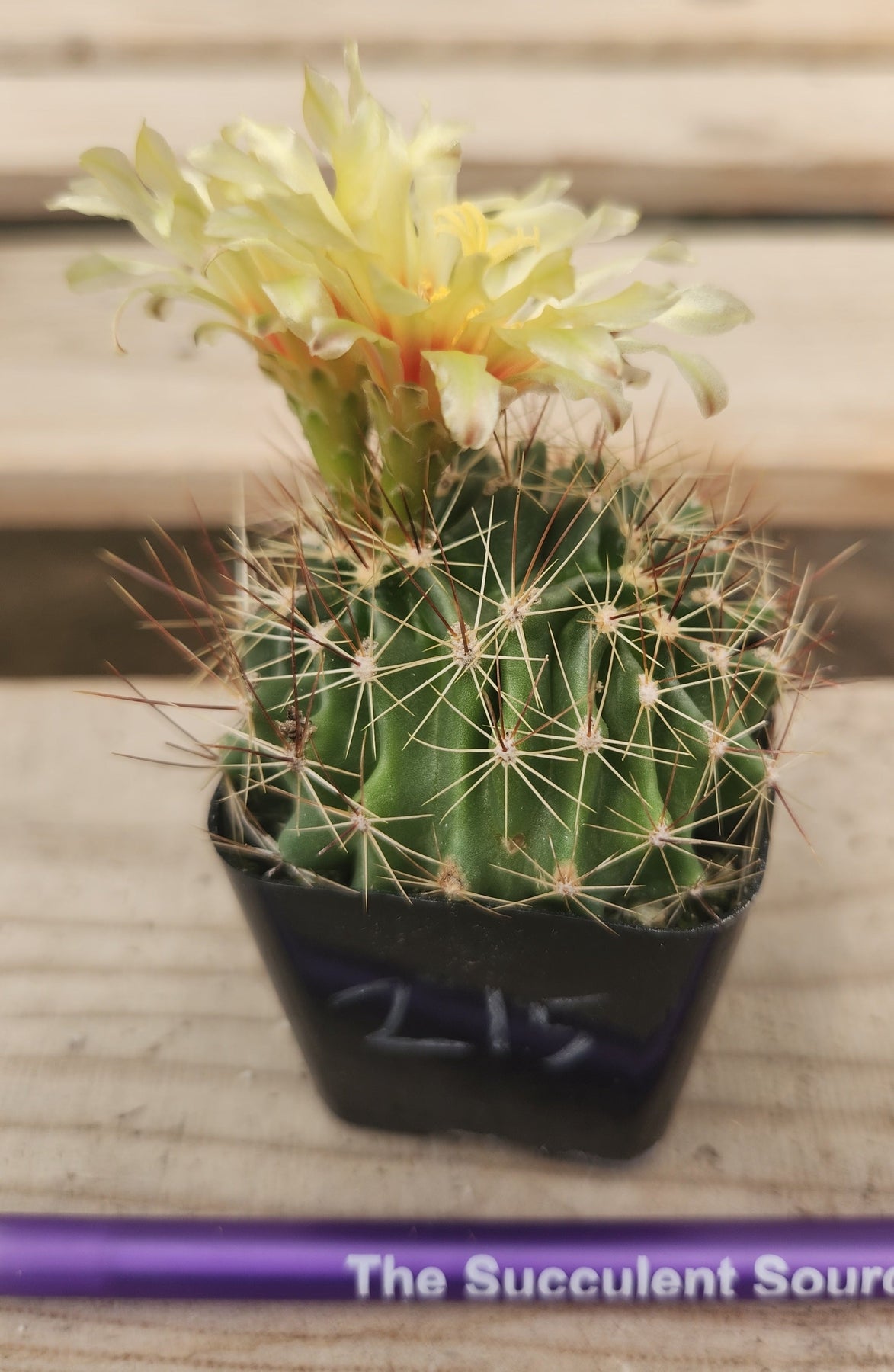 Crested Monstrose Variegated & Grafted Succulents & Cacti-Succulent - MIX (Small-Medium-Large-Cutting)-The Succulent Source