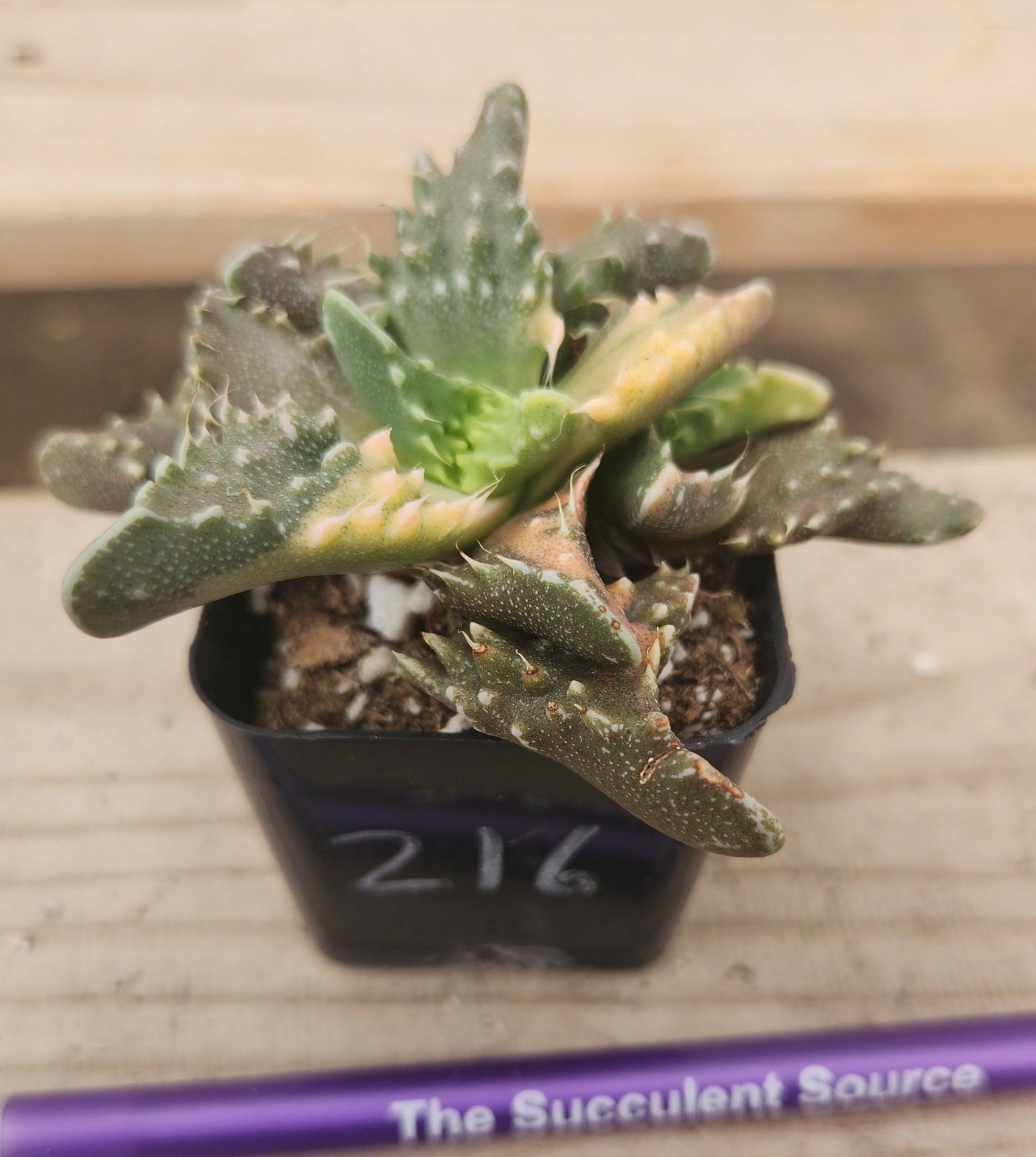 Crested Monstrose Variegated & Grafted Succulents & Cacti-Succulent - MIX (Small-Medium-Large-Cutting)-The Succulent Source
