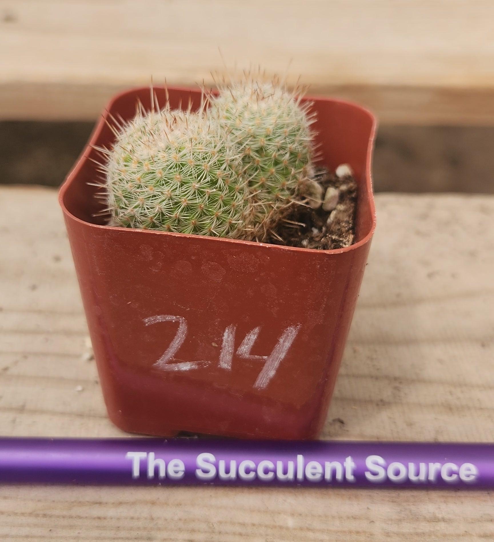 Crested Monstrose Variegated & Grafted Succulents & Cacti-Succulent - MIX (Small-Medium-Large-Cutting)-The Succulent Source