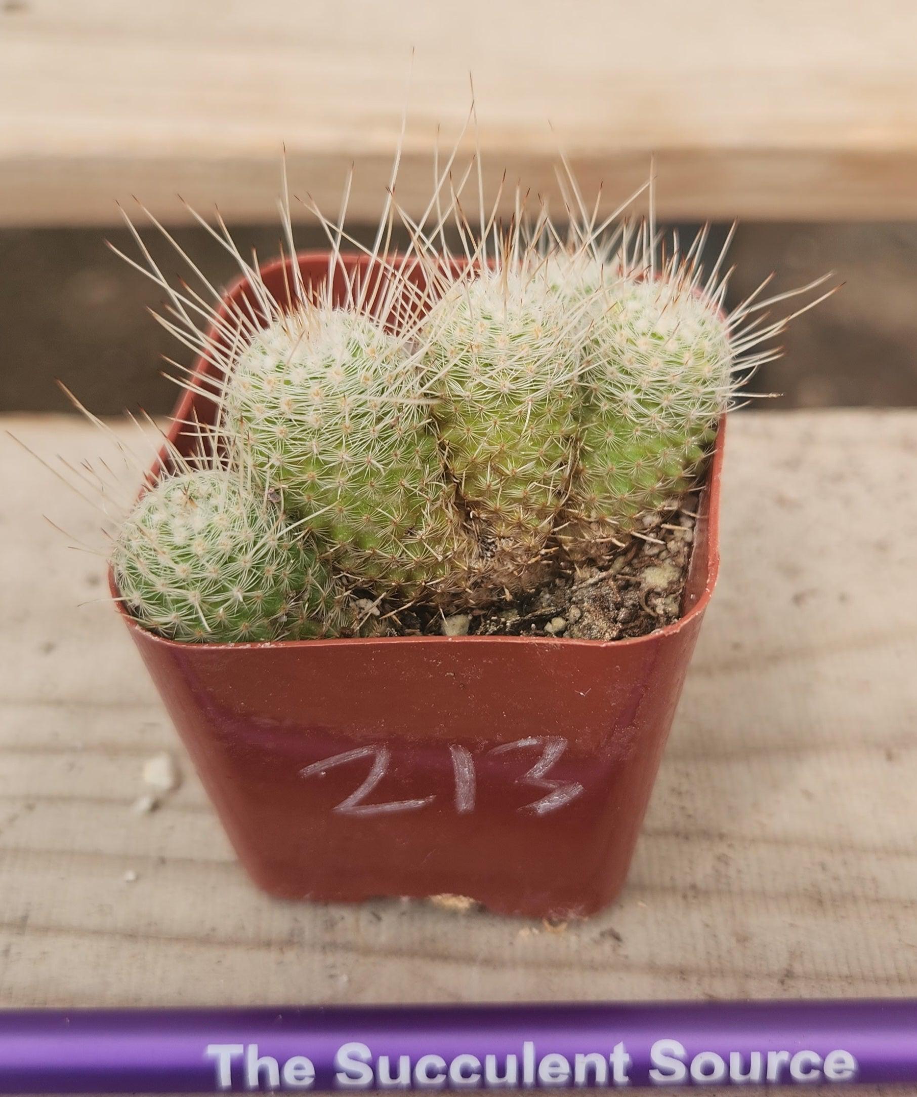 Crested Monstrose Variegated & Grafted Succulents & Cacti-Succulent - MIX (Small-Medium-Large-Cutting)-The Succulent Source