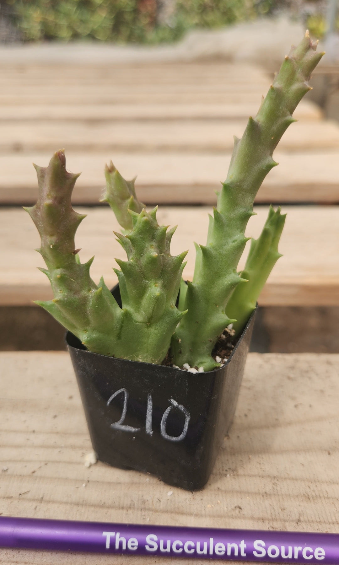 Crested Monstrose Variegated & Grafted Succulents & Cacti-Succulent - MIX (Small-Medium-Large-Cutting)-The Succulent Source