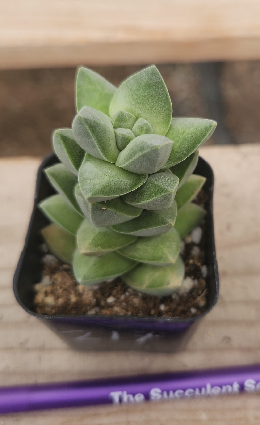 Crested Monstrose Variegated & Grafted Succulents & Cacti-Succulent - MIX (Small-Medium-Large-Cutting)-The Succulent Source