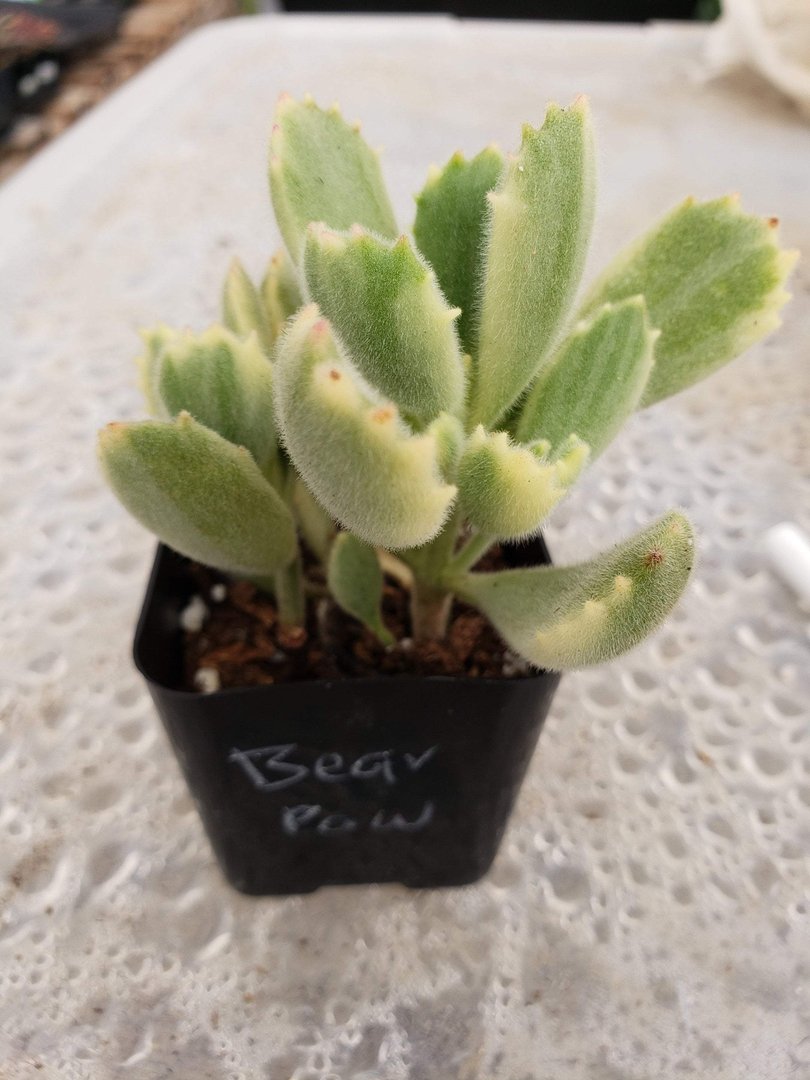 medium size succulent plants Crested Monstrose Variegated & Grafted Succulents & Cactus